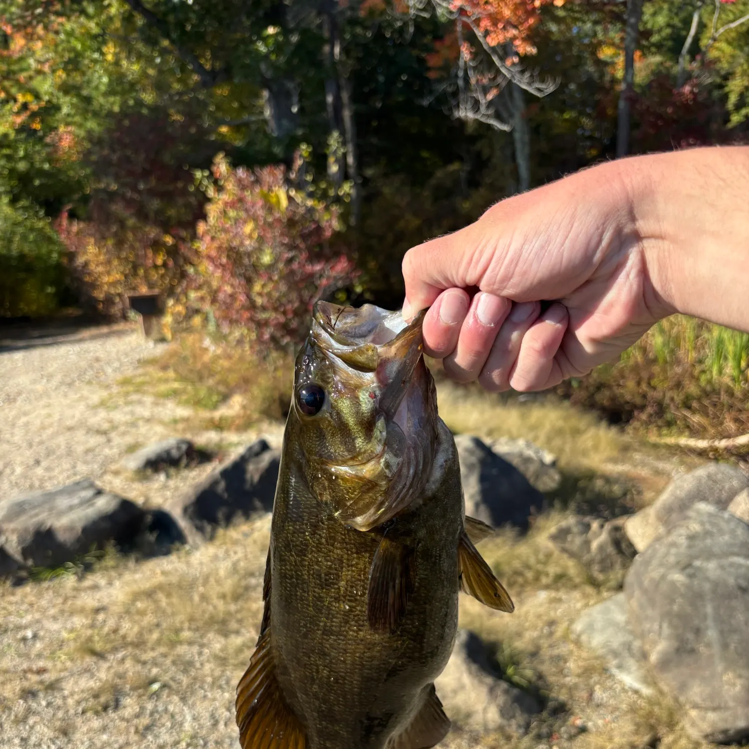 Smallmouth bass caught on Fishbrain