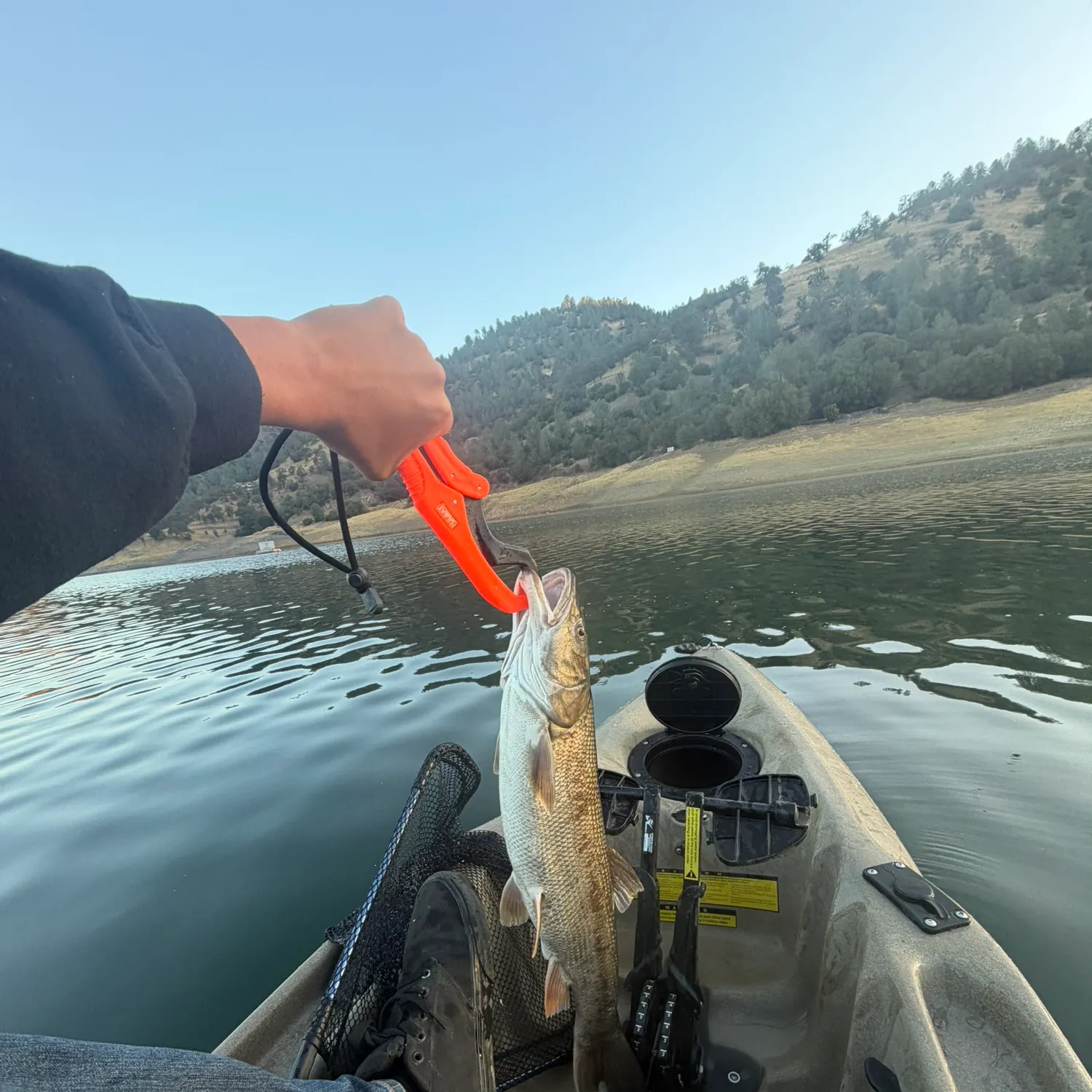 Sacramento pikeminnow caught on Fishbrain
