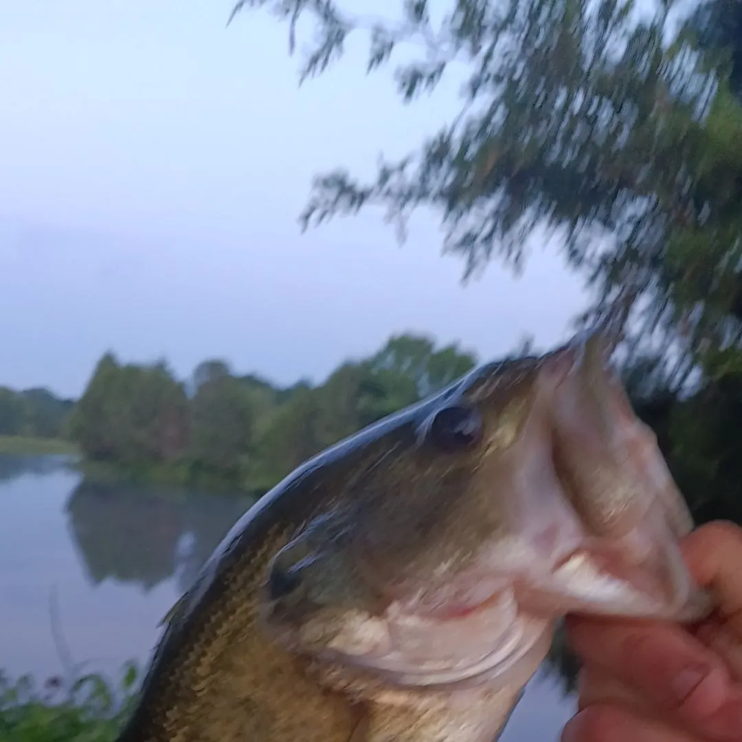 angler catch