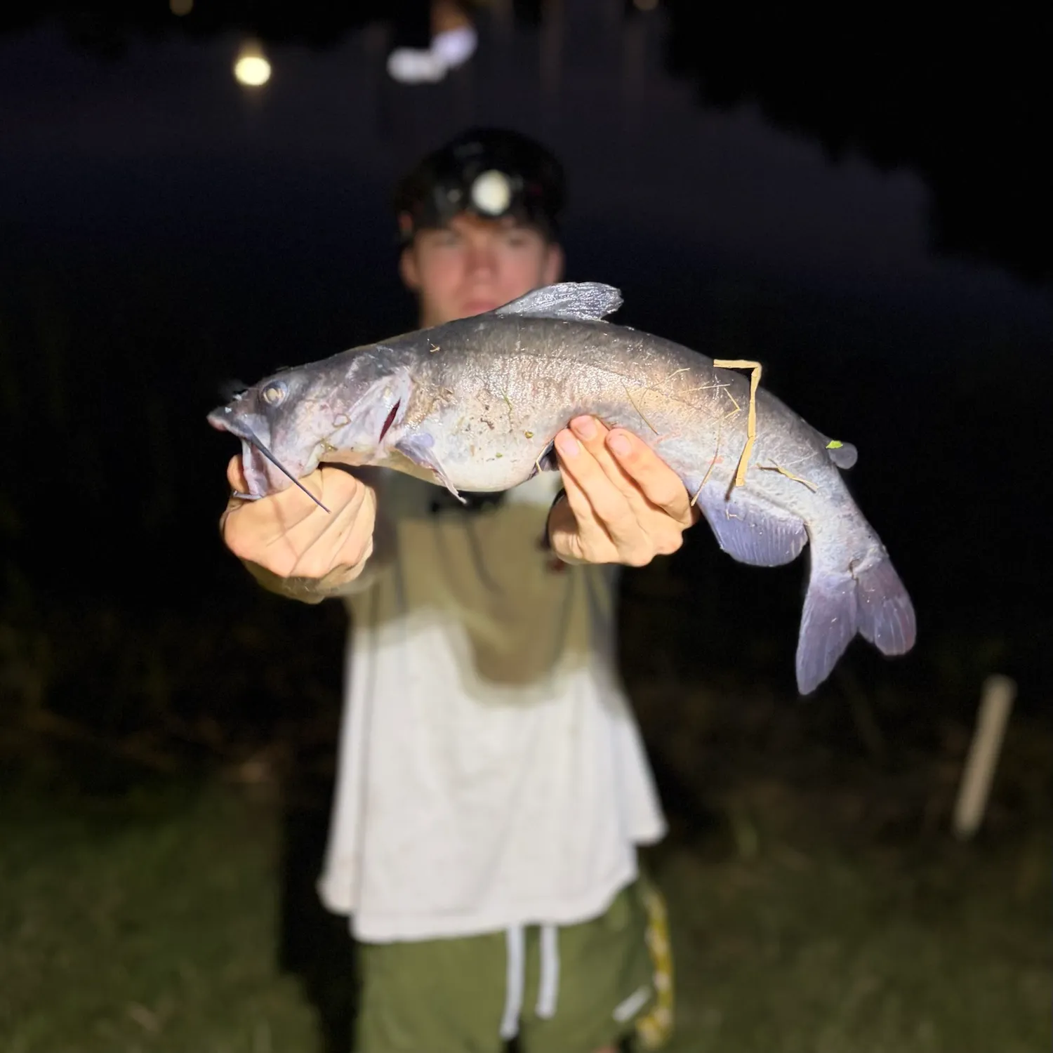 Channel catfish caught on Fishbrain