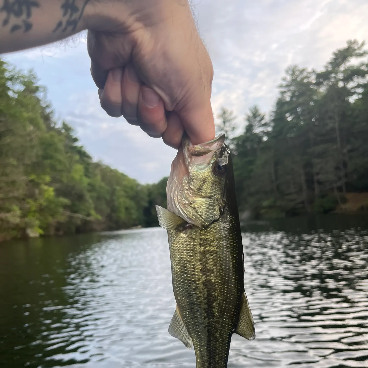 Largemouth bass caught on Fishbrain