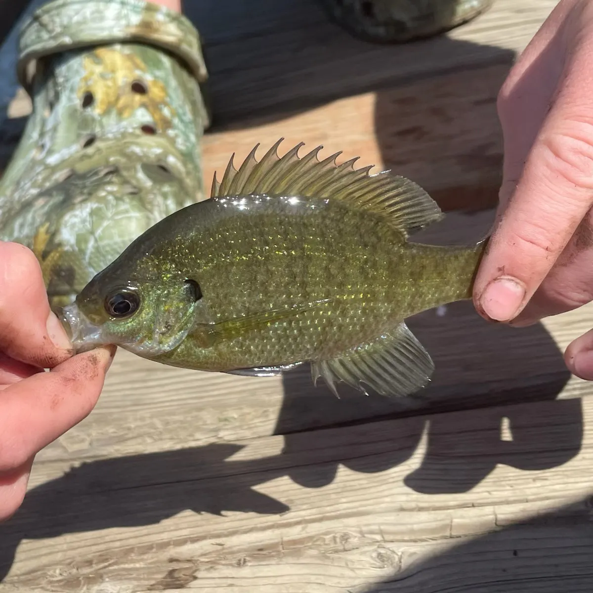 Bluegill caught on Fishbrain