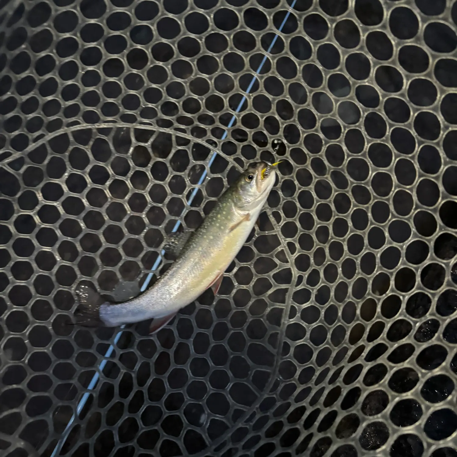 Brook trout caught on Fishbrain