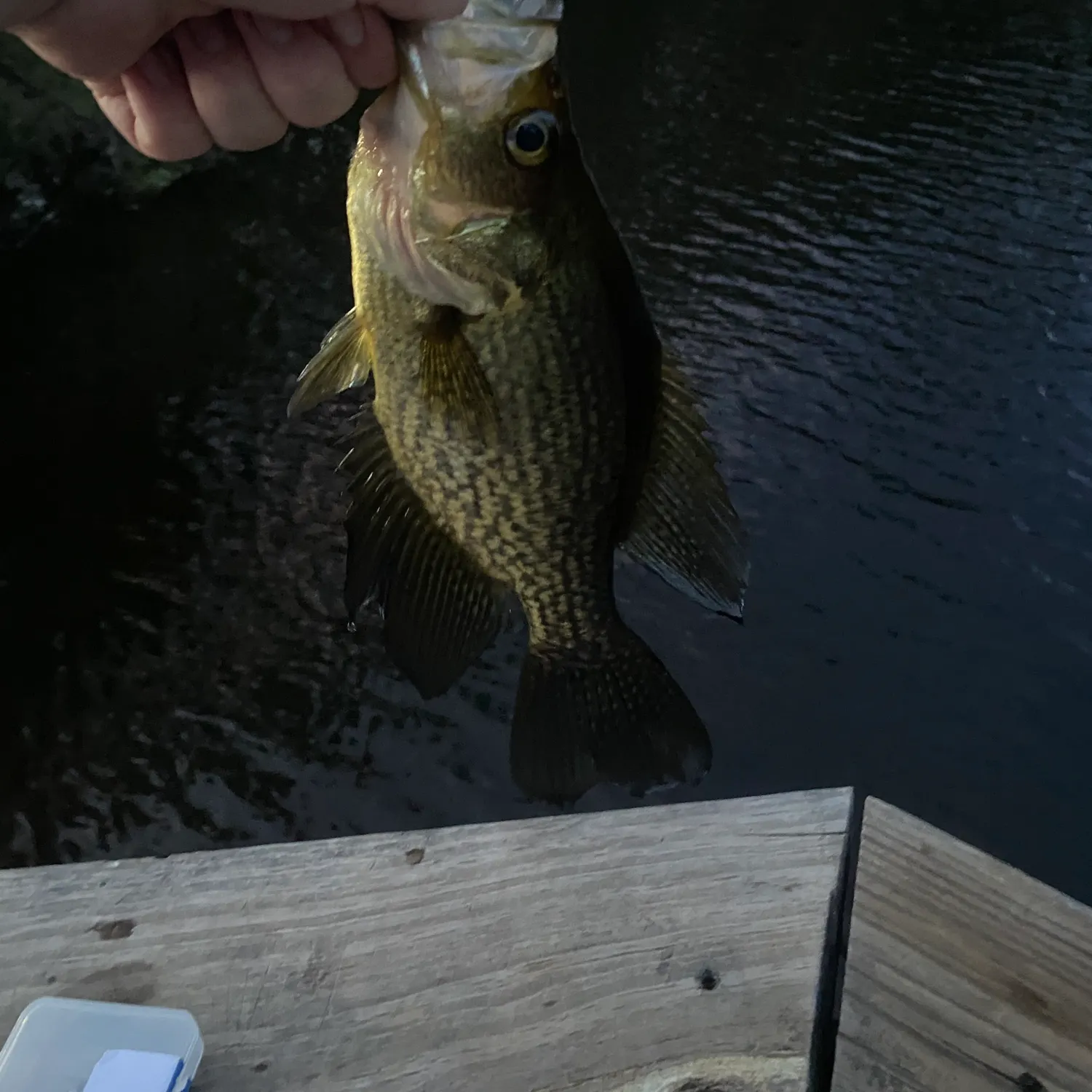 Black crappie caught on Fishbrain