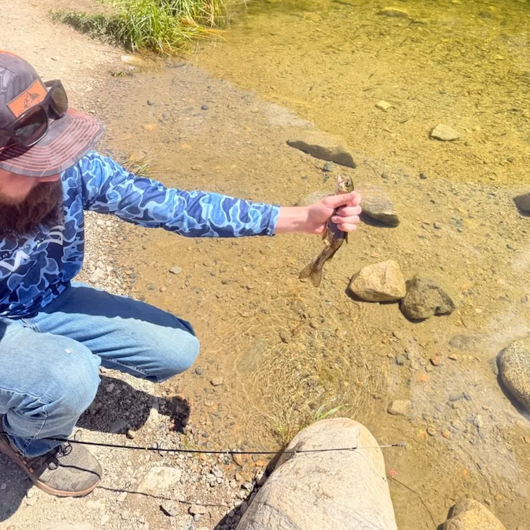 Rainbow trout caught on Fishbrain