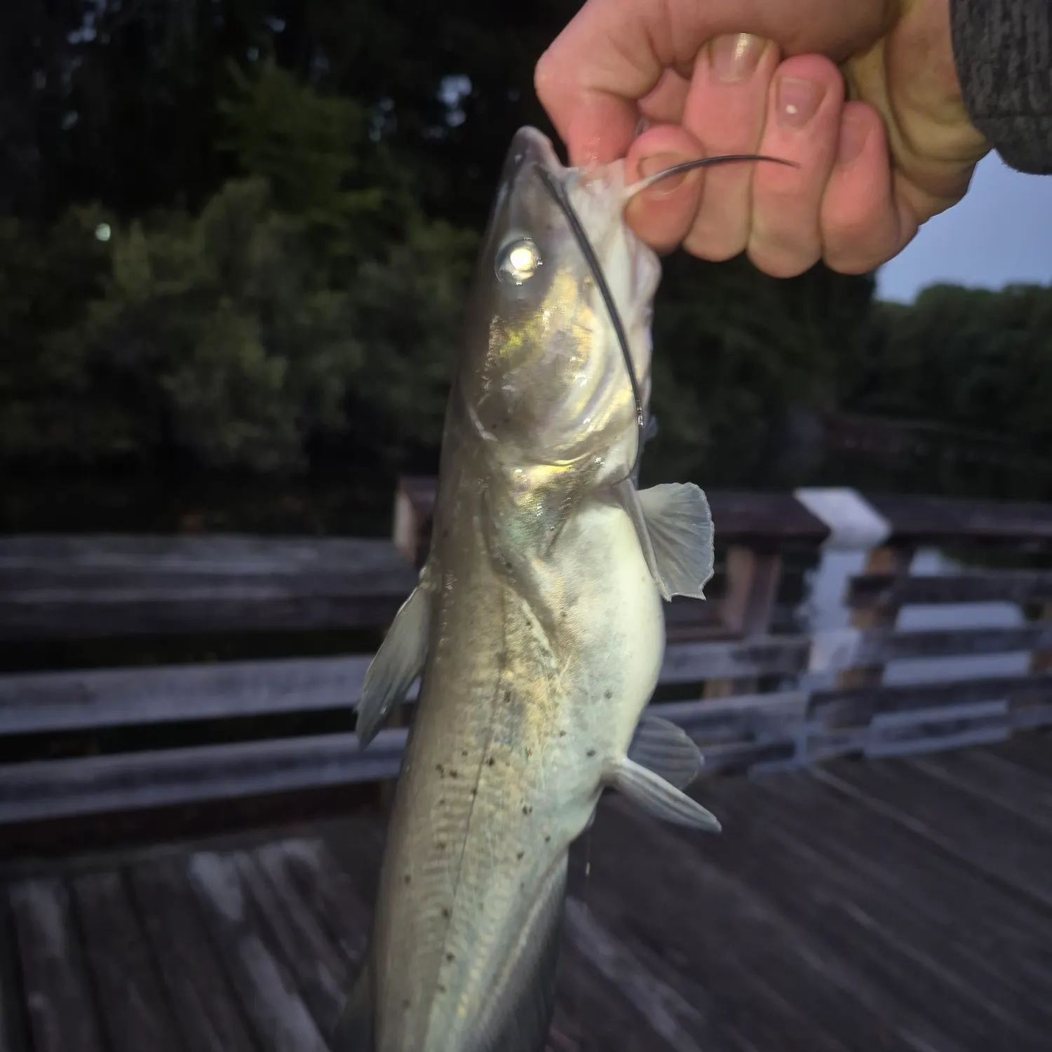 catch