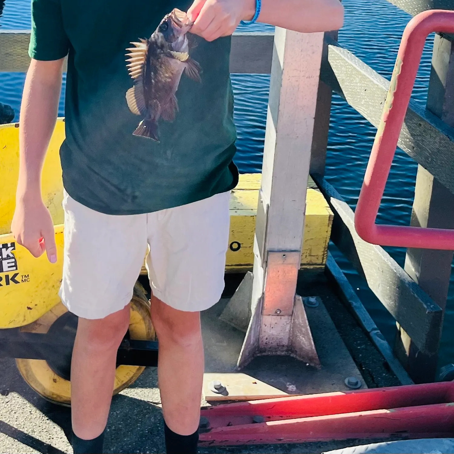 Copper rockfish caught on Fishbrain