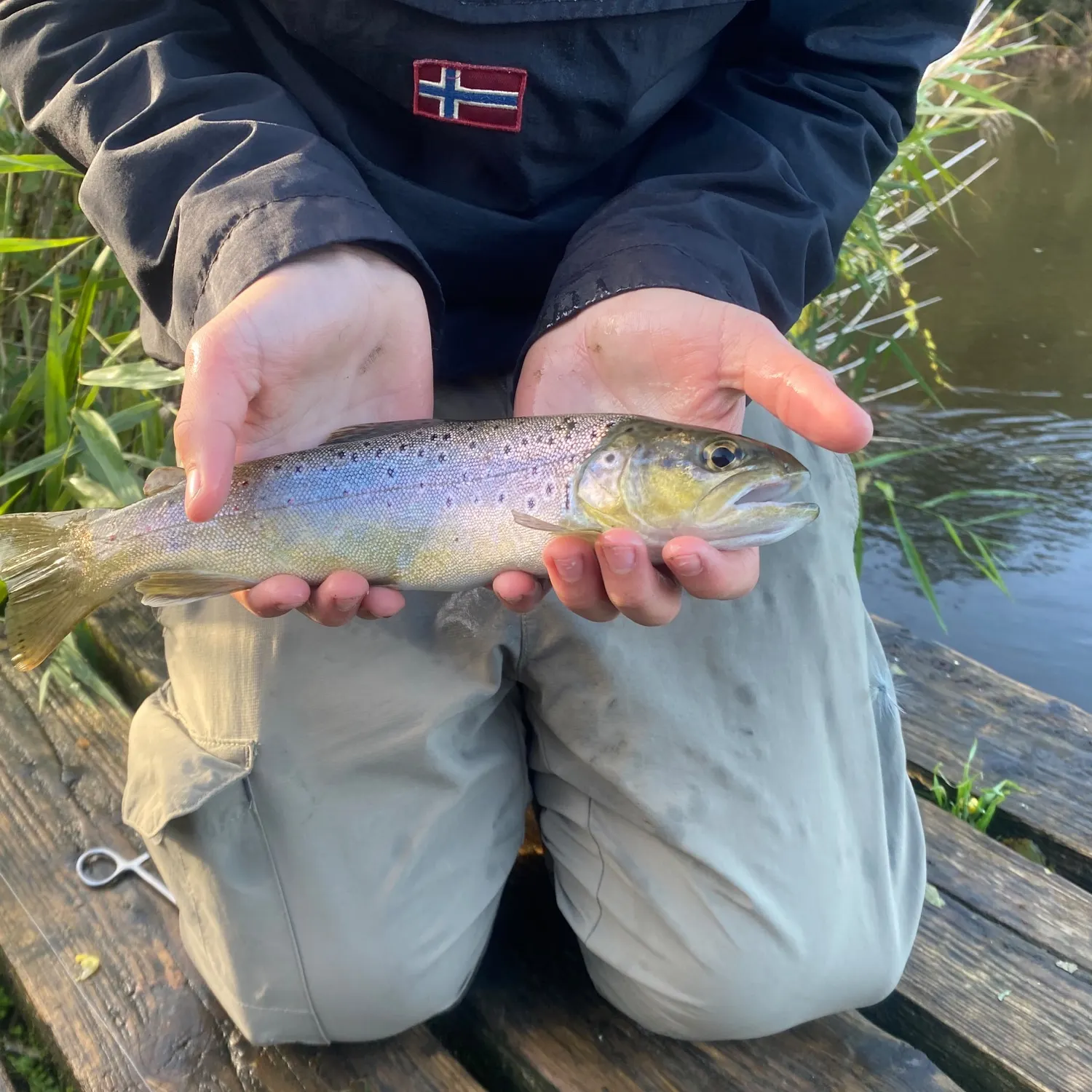 Brown trout caught on Fishbrain