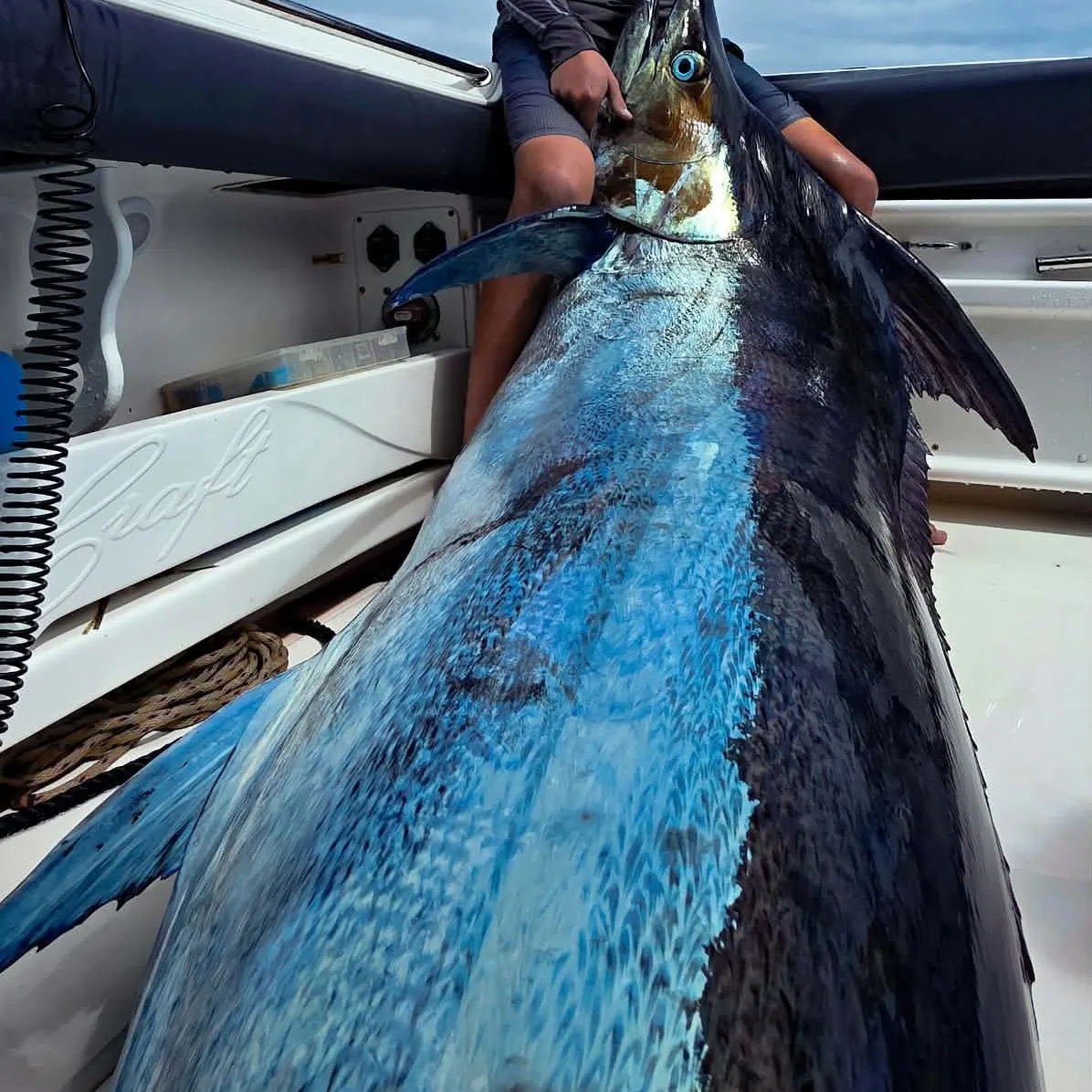 The most recent Indo-Pacific blue marlin catches on Fishbrain