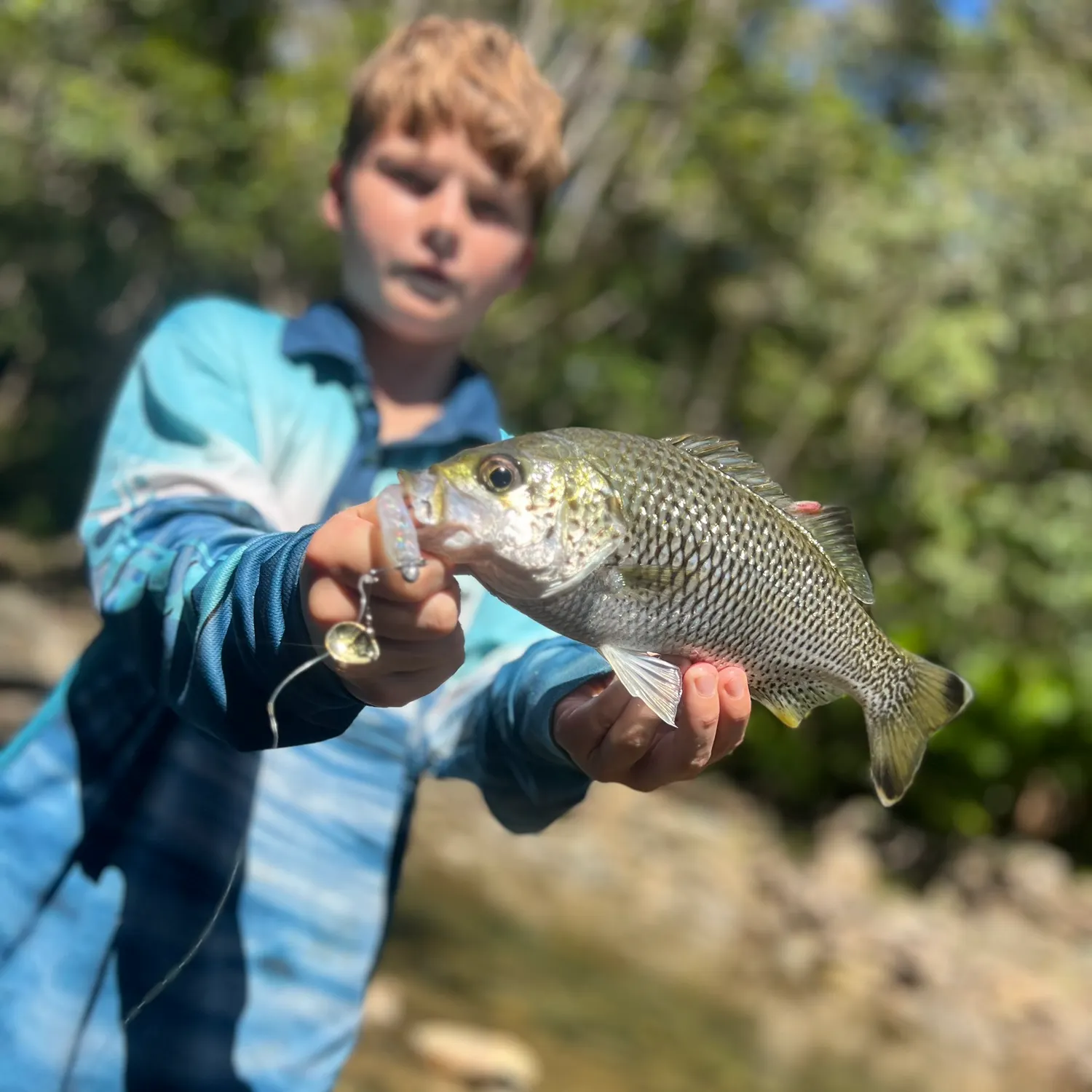 The most recent Rock flagtail catches on Fishbrain