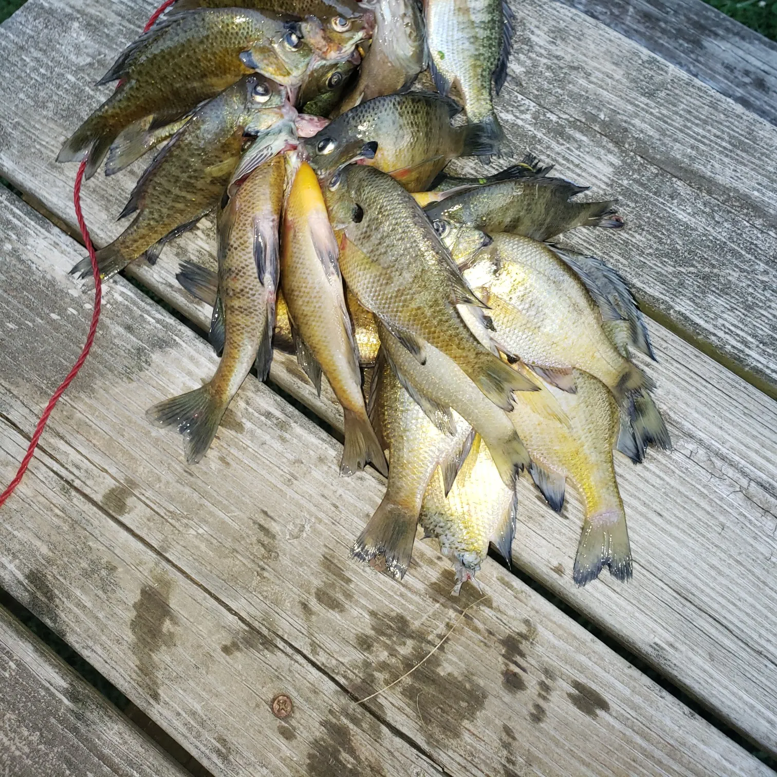 recently logged catches