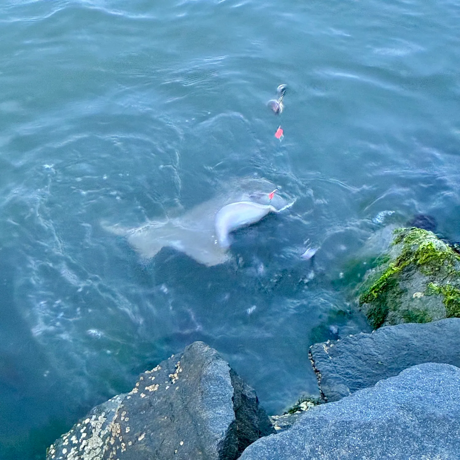 The most recent Spotted eagle ray catches on Fishbrain