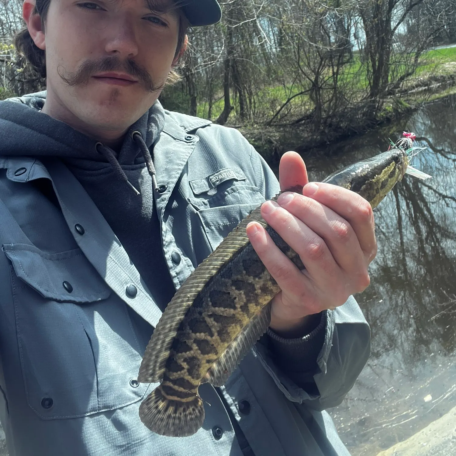 The most recent Northern snakehead catches on Fishbrain
