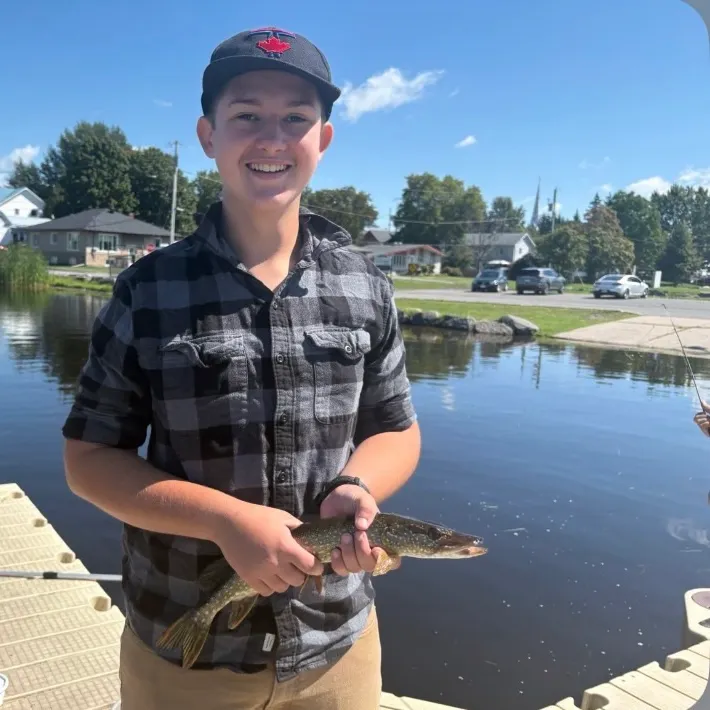 Northern pike caught on Fishbrain