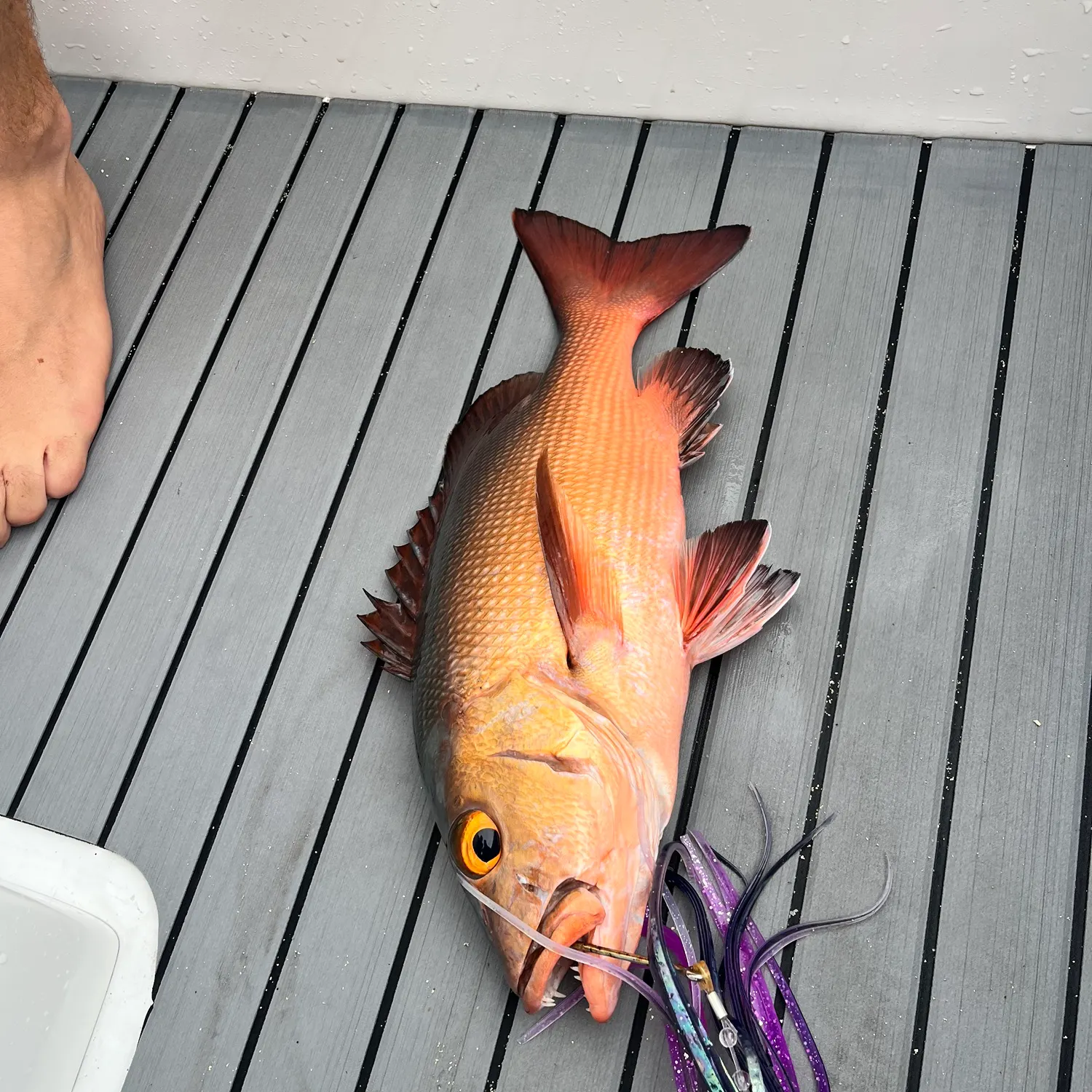 The most recent Two-spot red snapper catches on Fishbrain