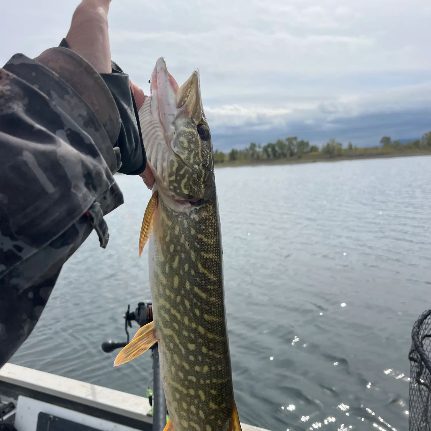 Northern pike caught on Fishbrain