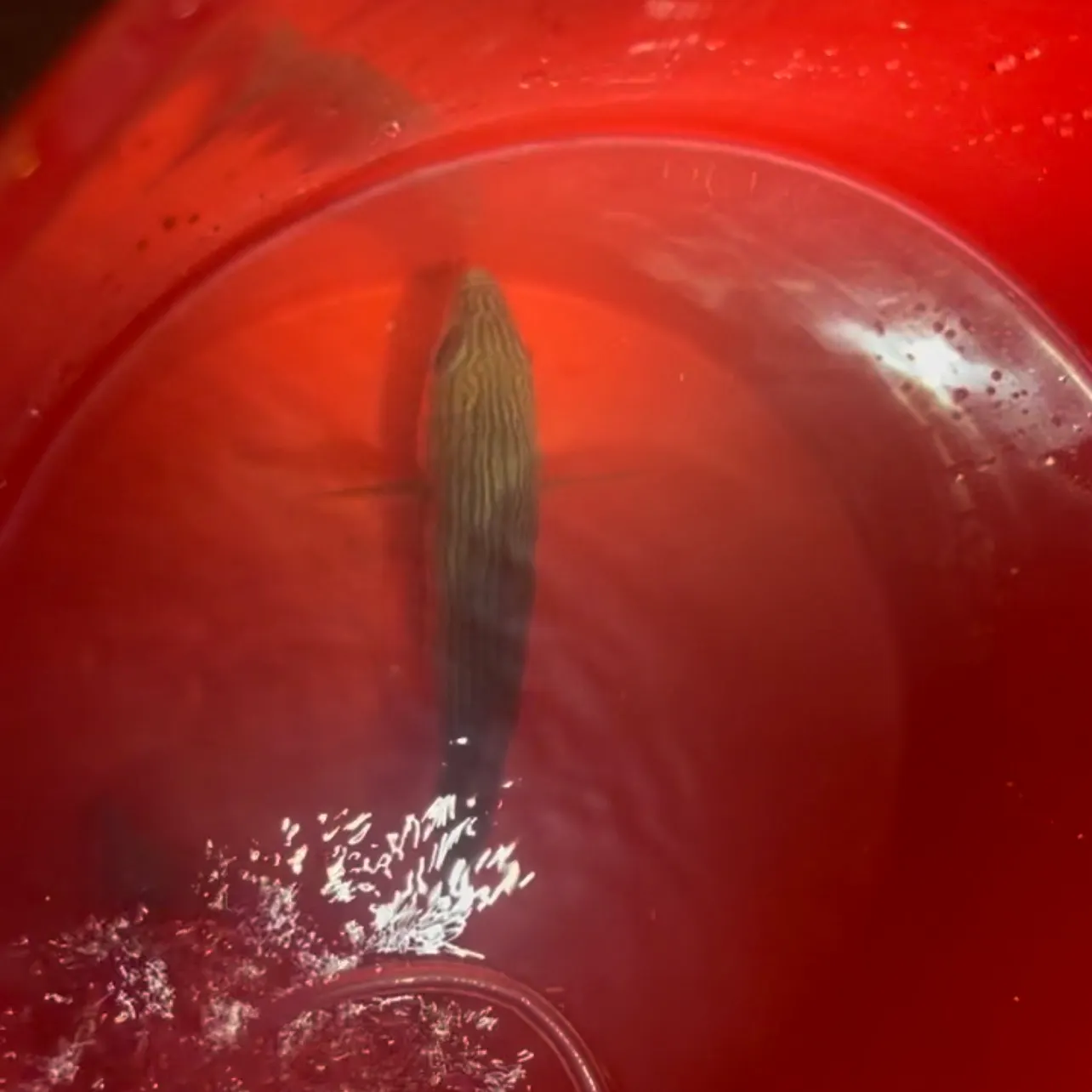 The most recent Californian salema catches on Fishbrain