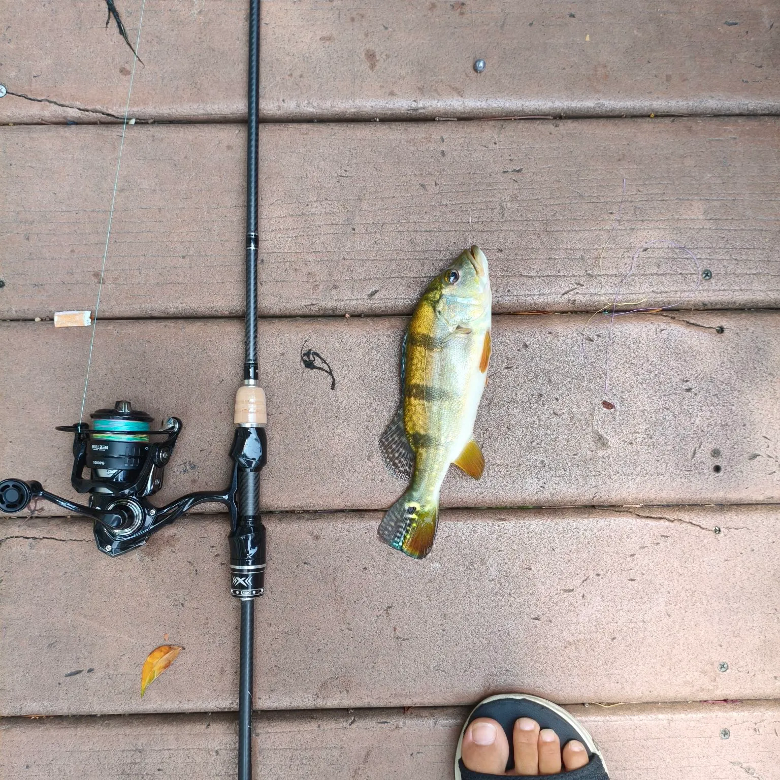 Speckled peacock bass caught on Fishbrain