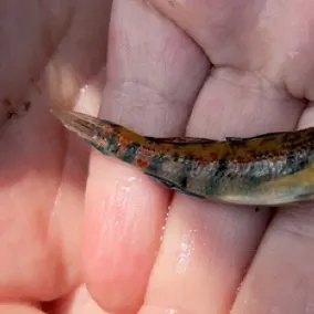 The most recent Orangethroat darter catches on Fishbrain