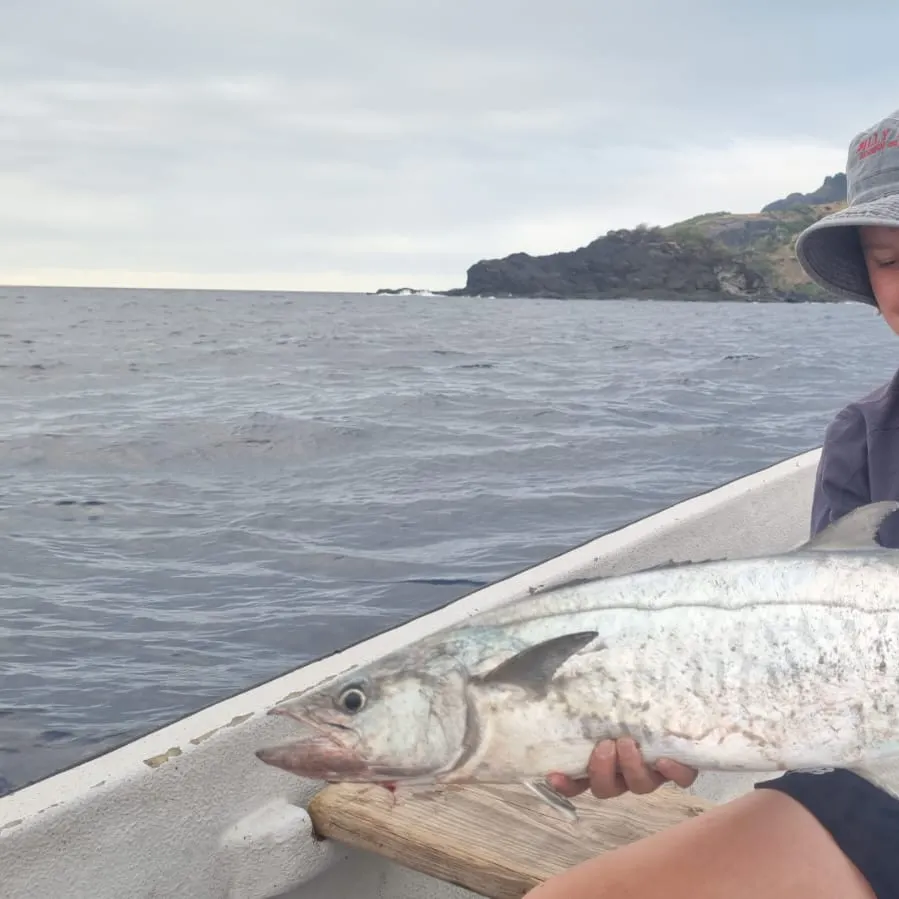 The most recent Narrow-barred Spanish mackerel catches on Fishbrain