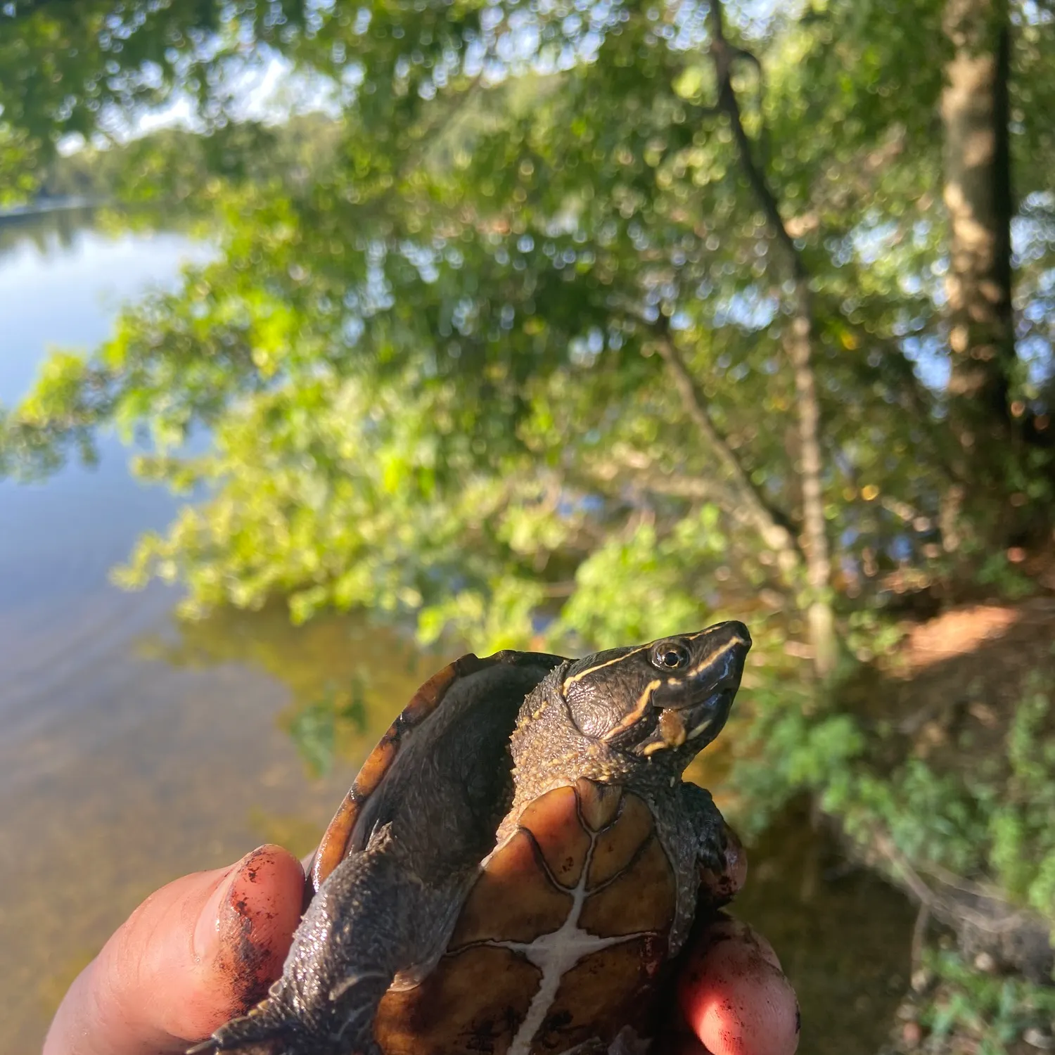 The most recent Black-banded snapper catches on Fishbrain
