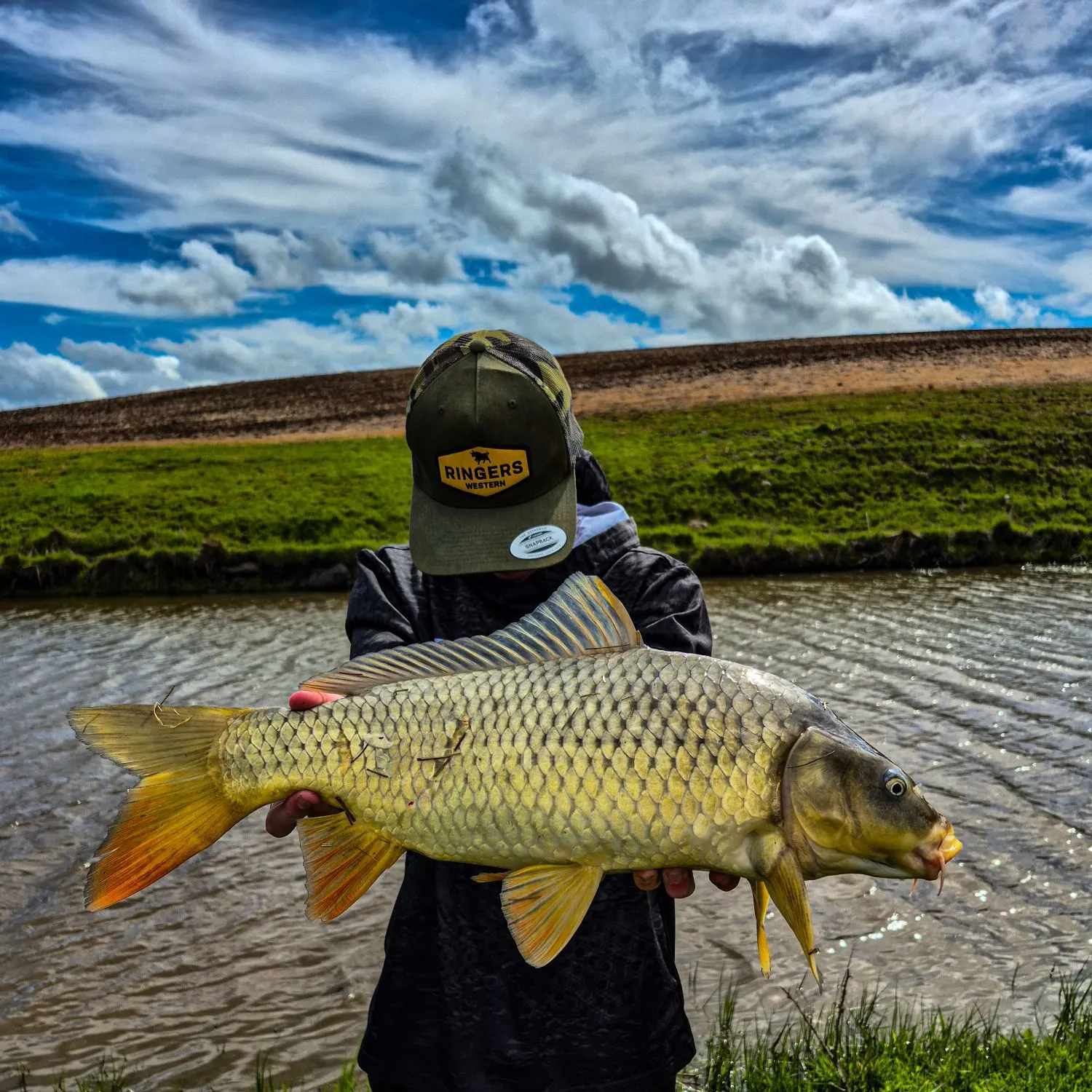 Common carp caught on Fishbrain