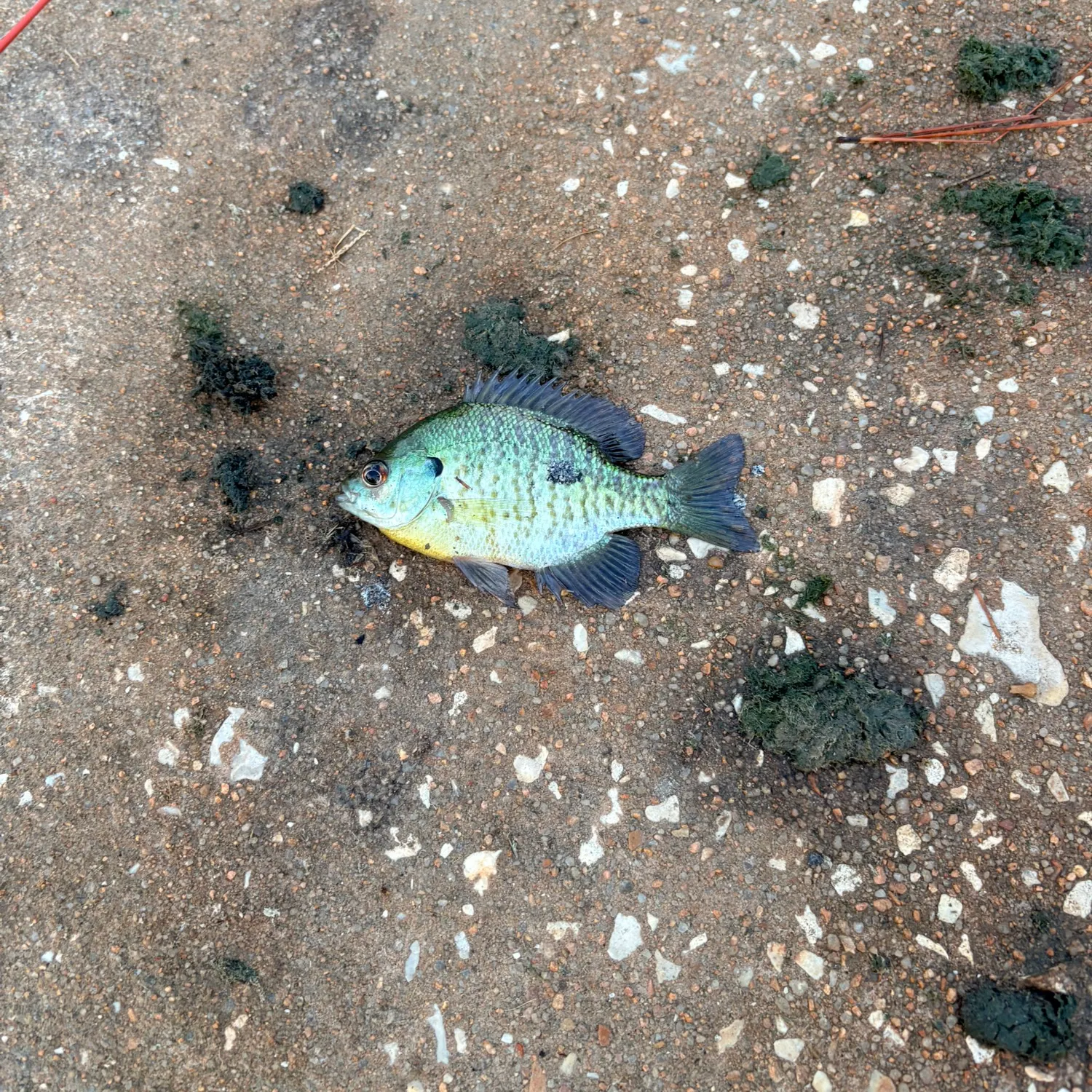 Bluegill caught on Fishbrain