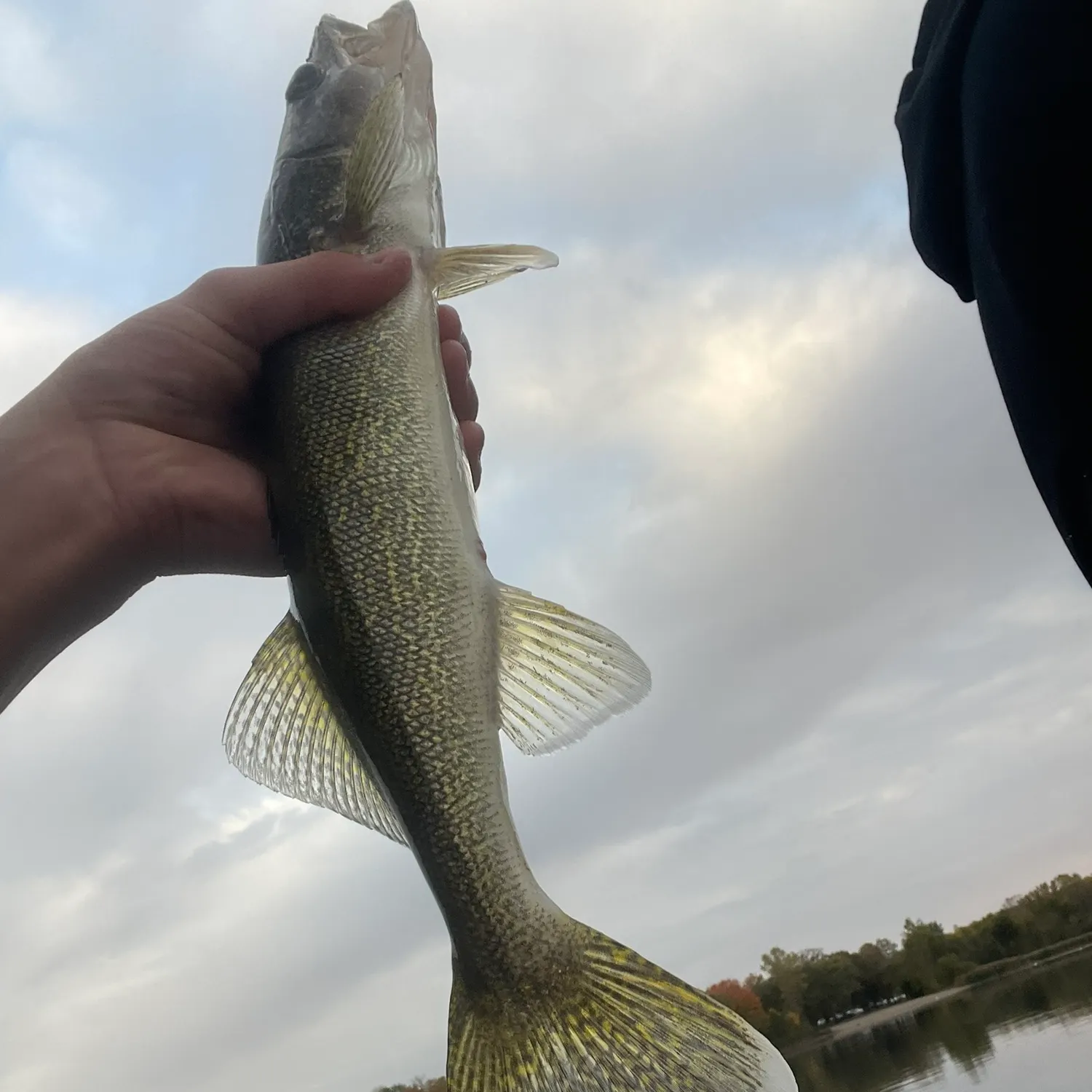 Walleye caught on Fishbrain