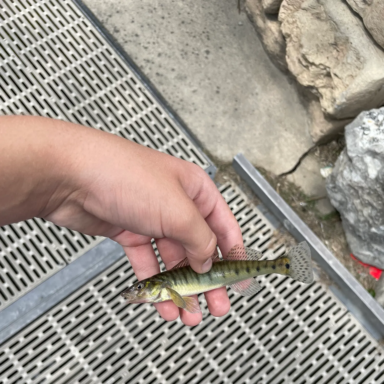 The most recent Chesapeake logperch catches on Fishbrain
