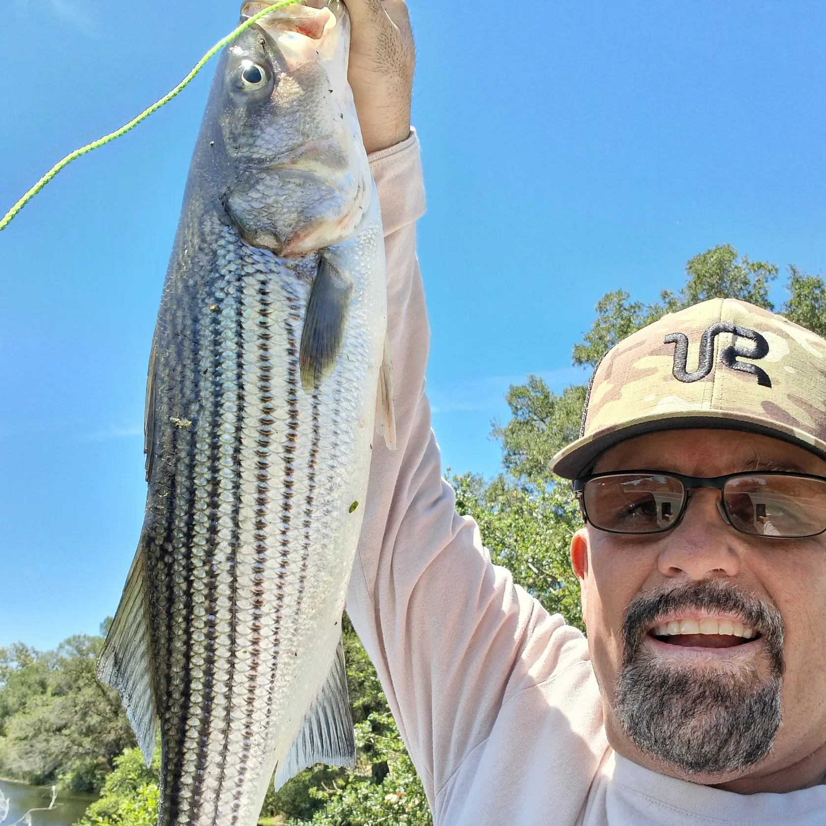 Striped bass caught on Fishbrain