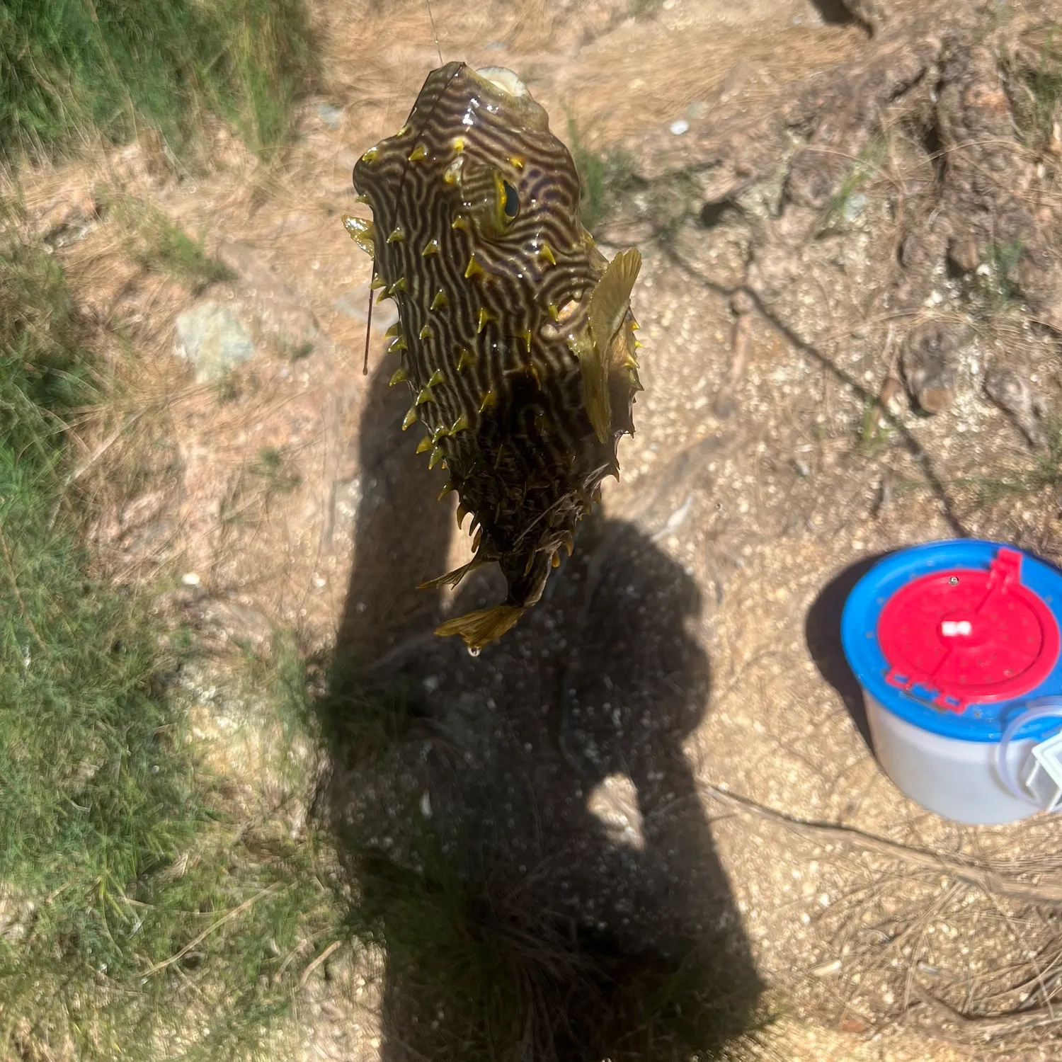 Striped burrfish caught on Fishbrain