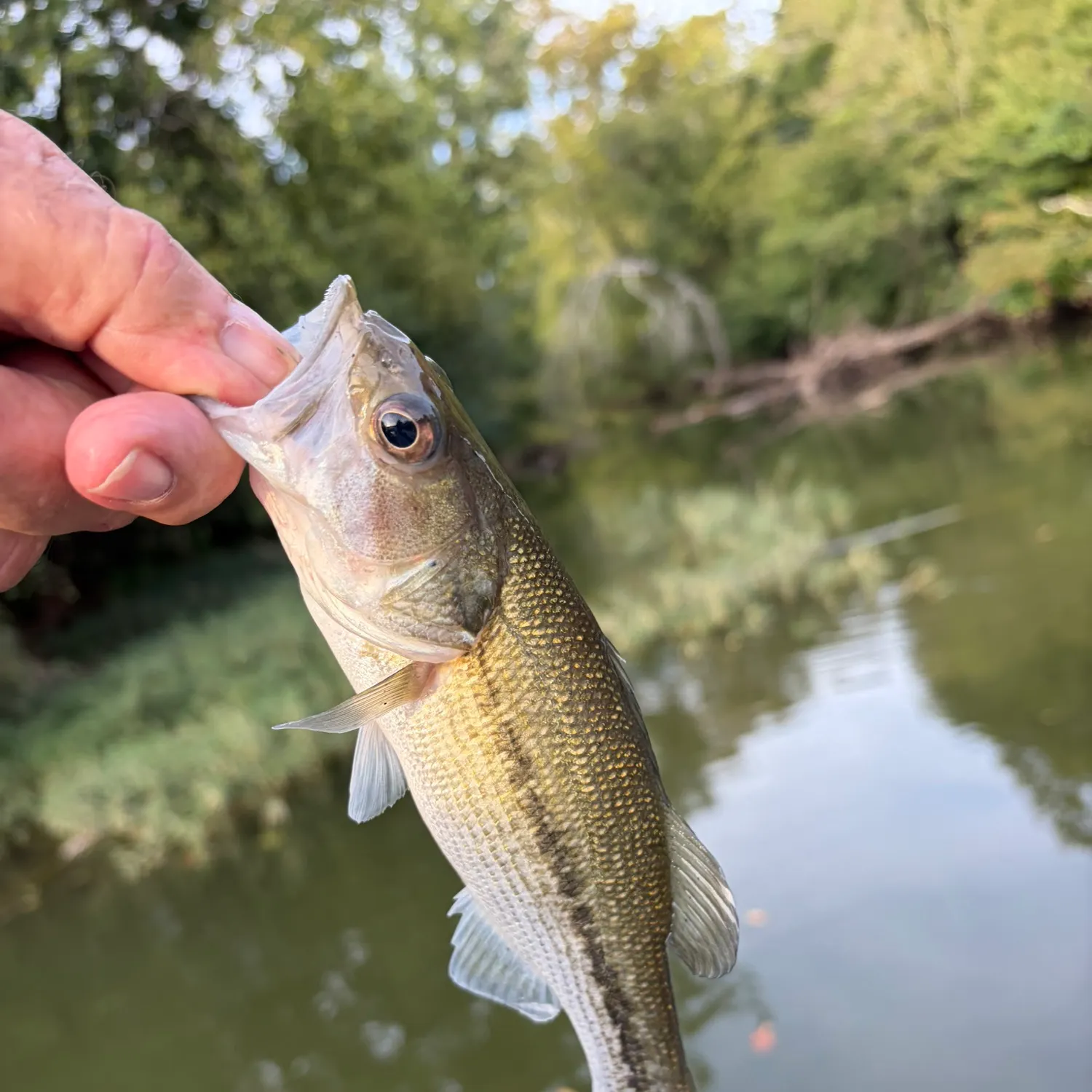 Spotted bass caught on Fishbrain