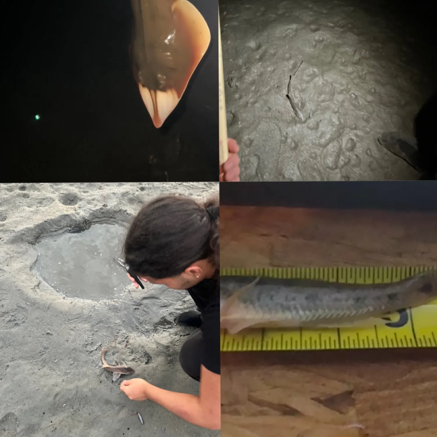 The most recent Yellowfin goby catches on Fishbrain