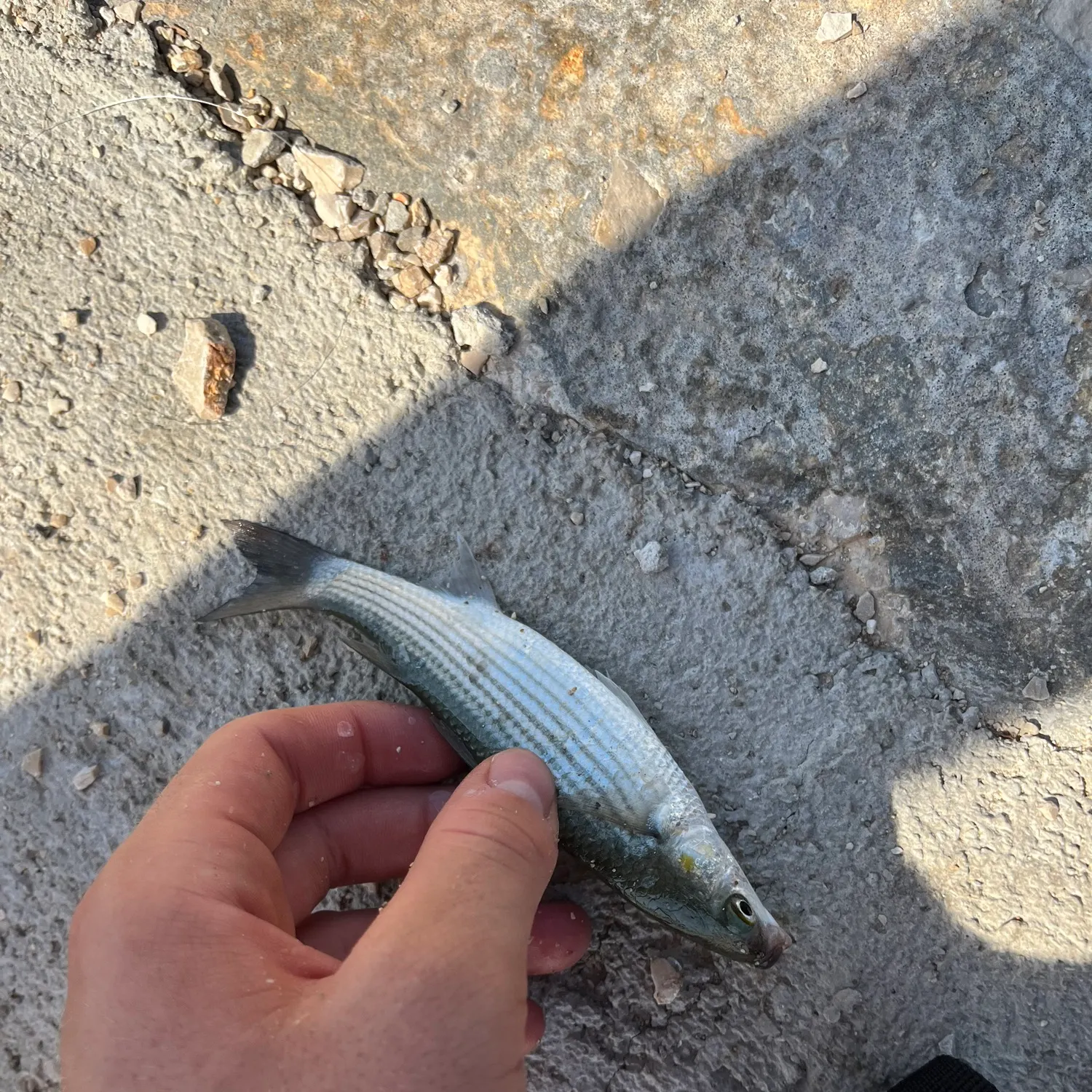 Striped mullet caught on Fishbrain