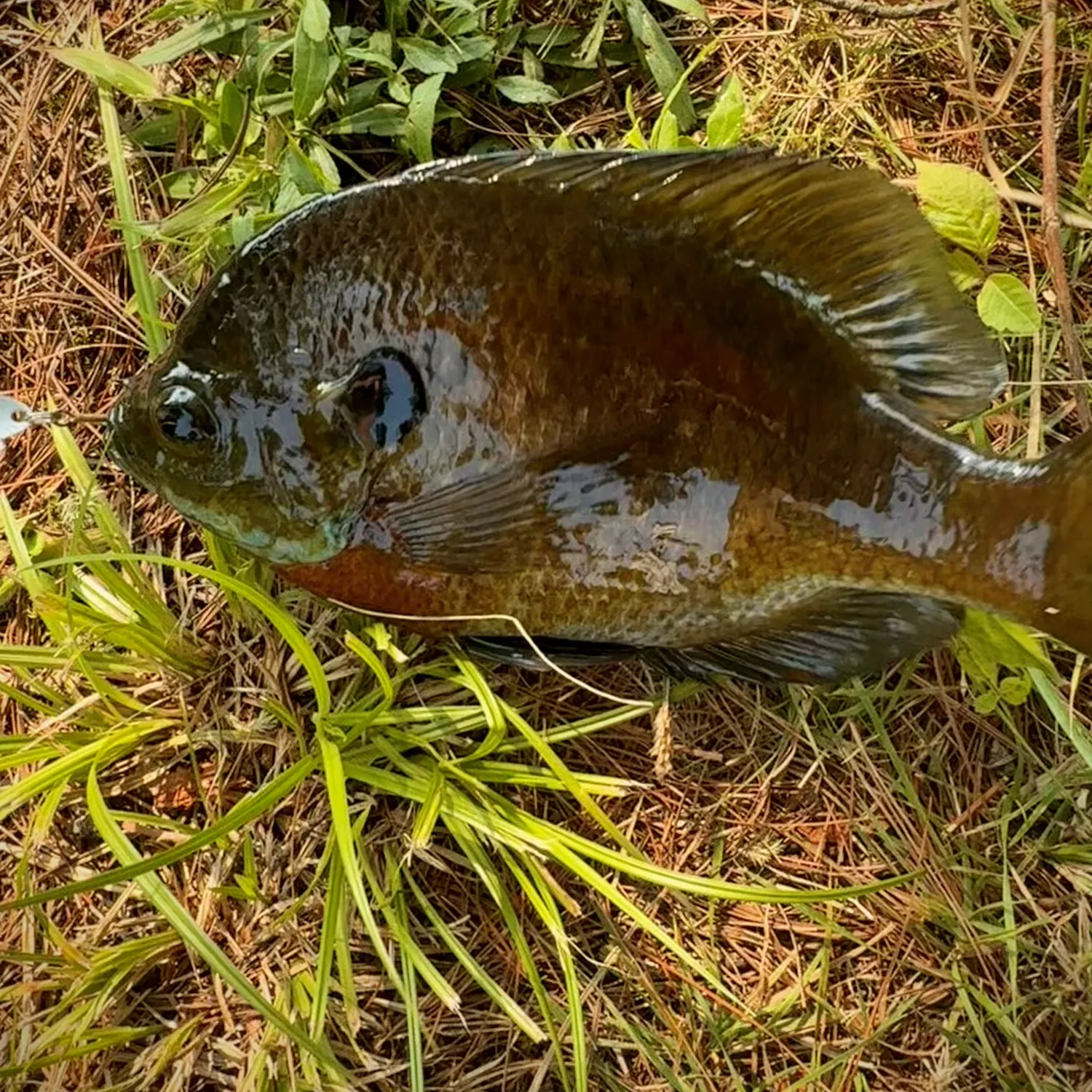 Bluegill caught on Fishbrain