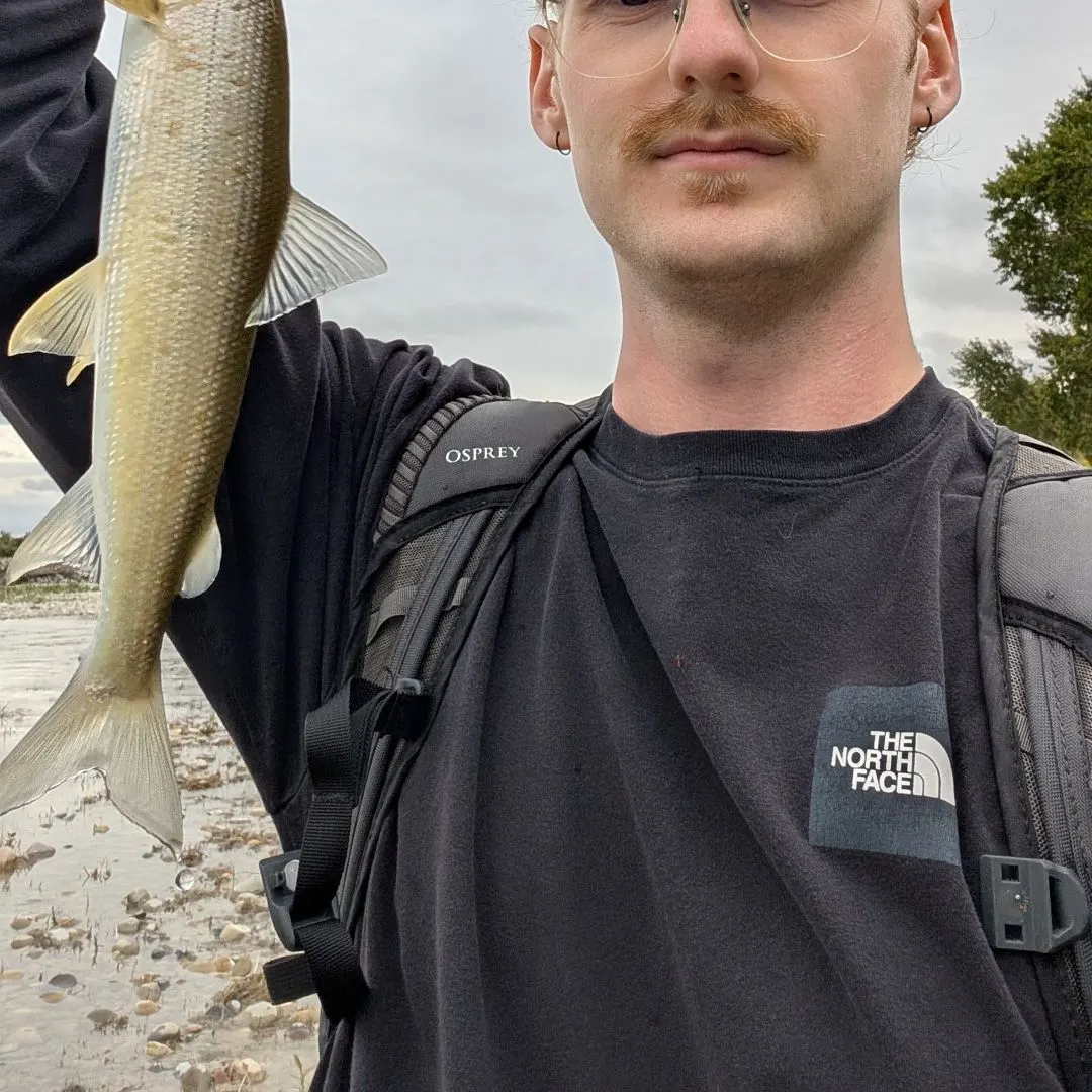 Mountain whitefish caught on Fishbrain