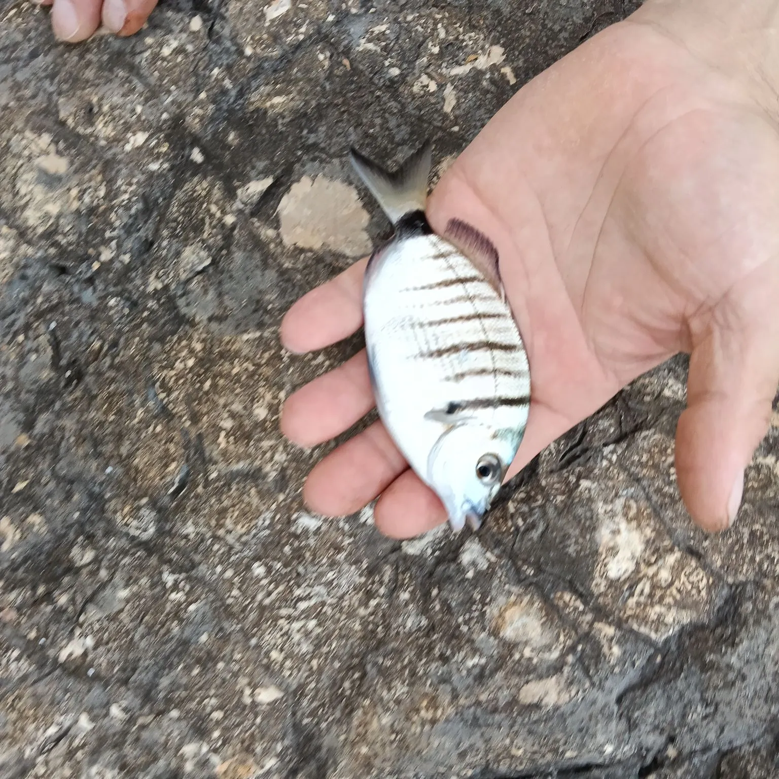 White seabream caught on Fishbrain