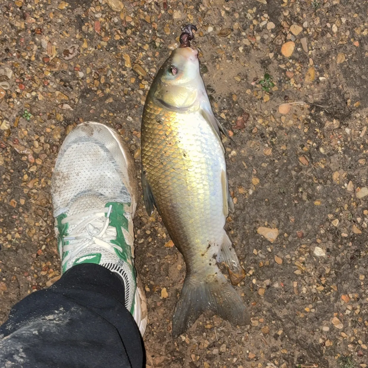 The most recent Smallmouth buffalo catches on Fishbrain