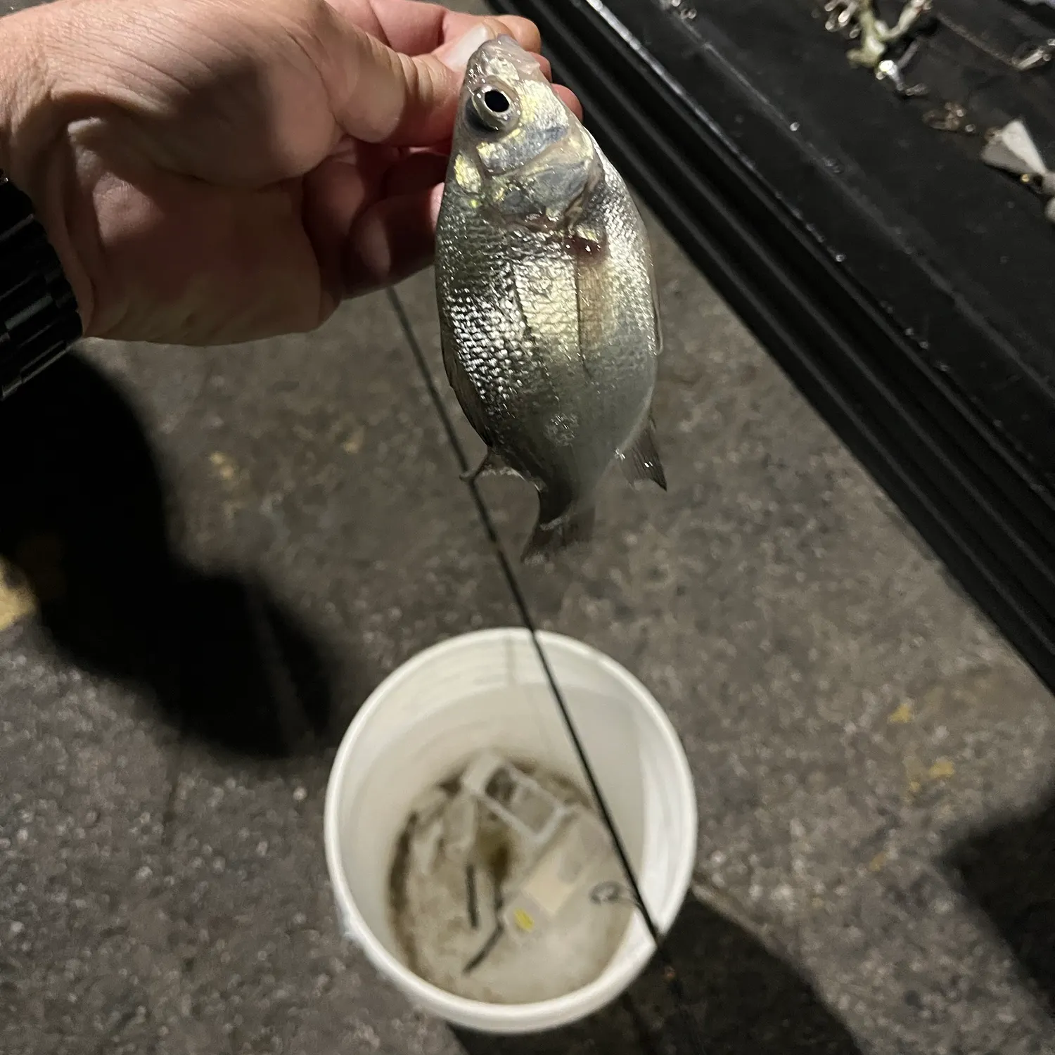 White perch caught on Fishbrain