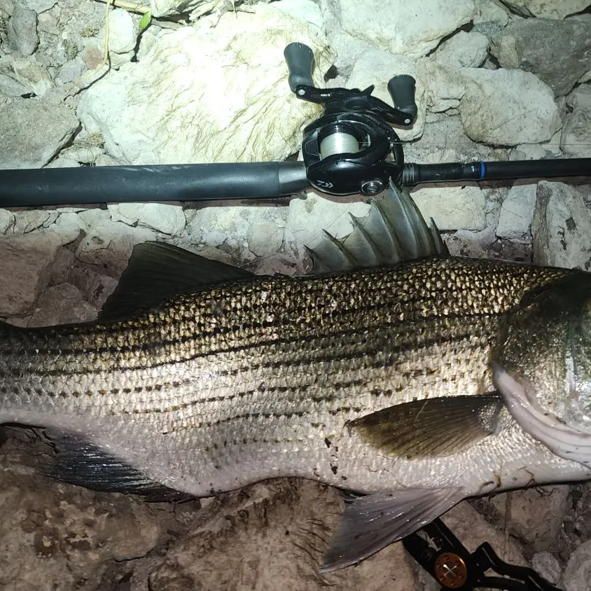 Wiper caught on Fishbrain