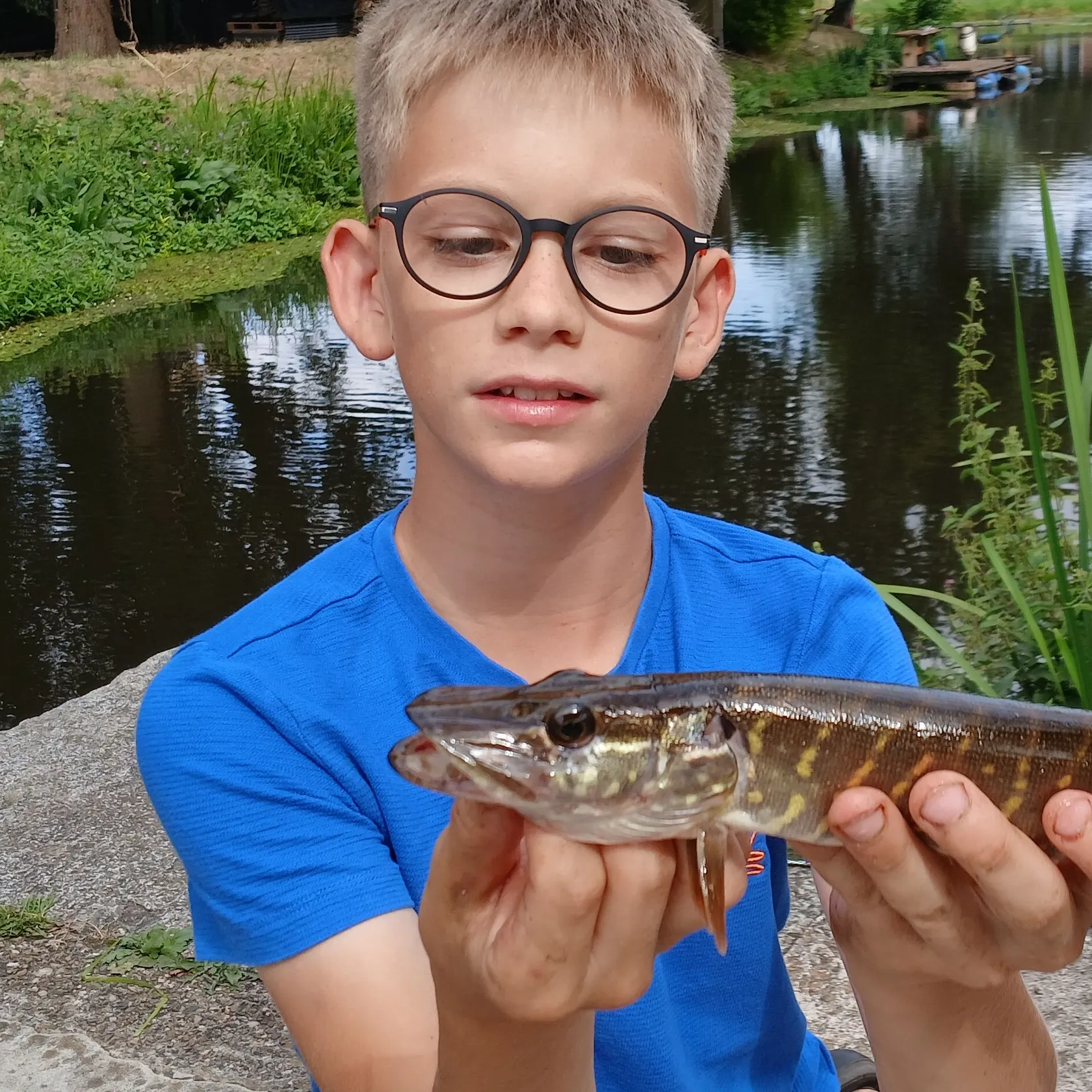 Northern pike caught on Fishbrain
