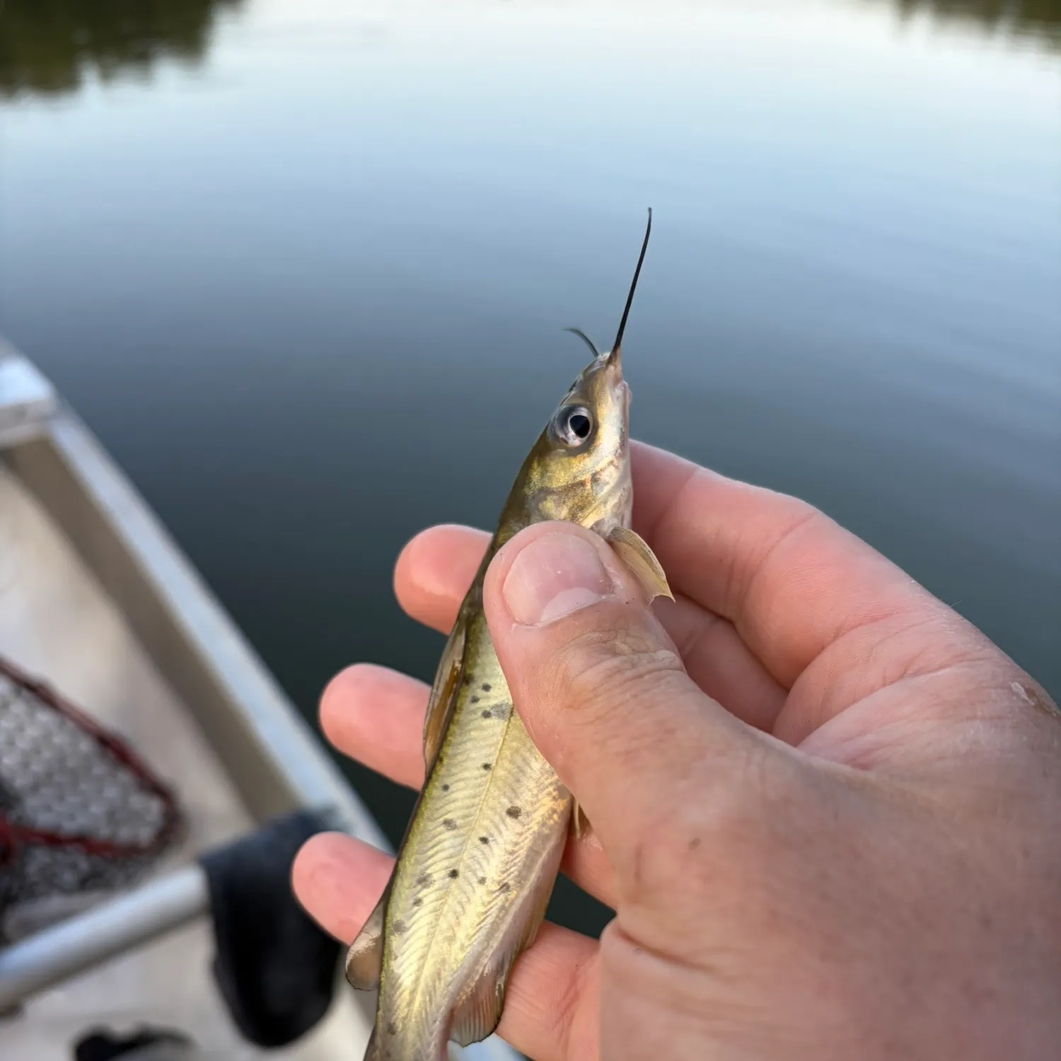 Channel catfish caught on Fishbrain