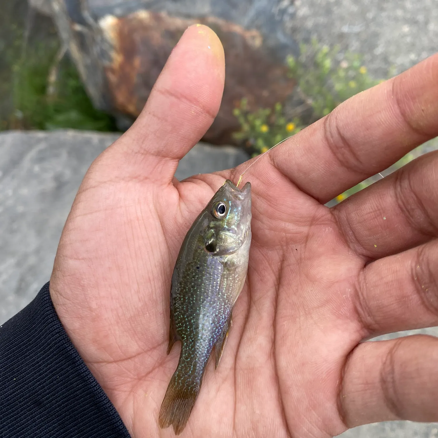 Fish caught on Fishbrain