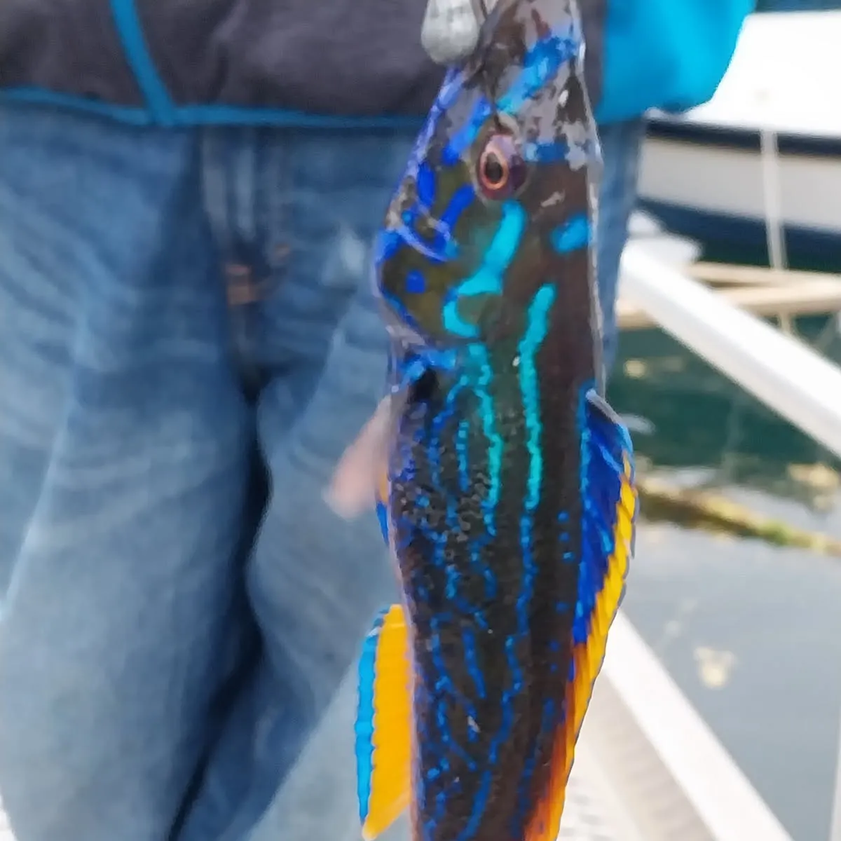 The most recent Cuckoo wrasse catches on Fishbrain
