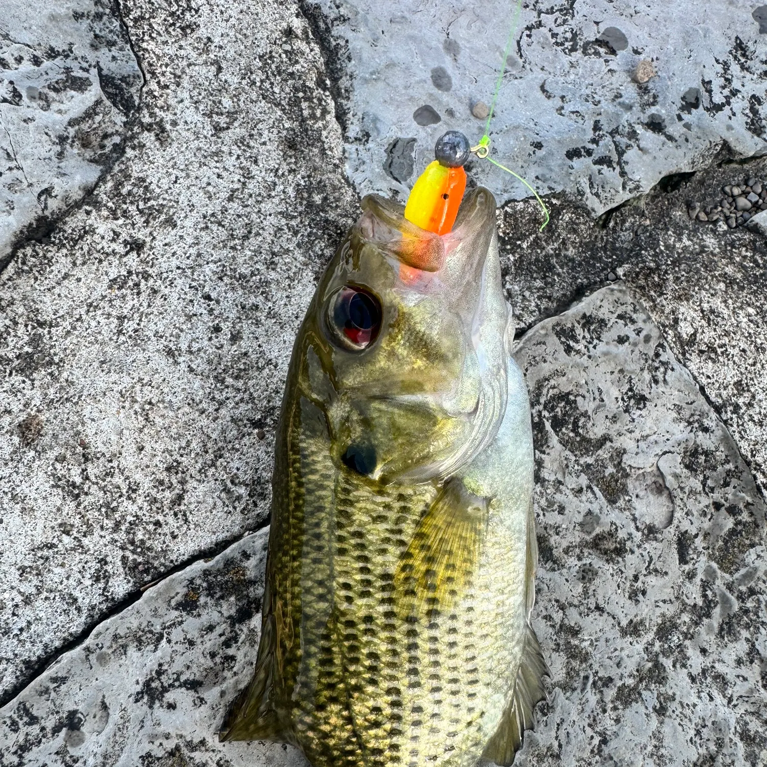 Rock bass caught on Fishbrain