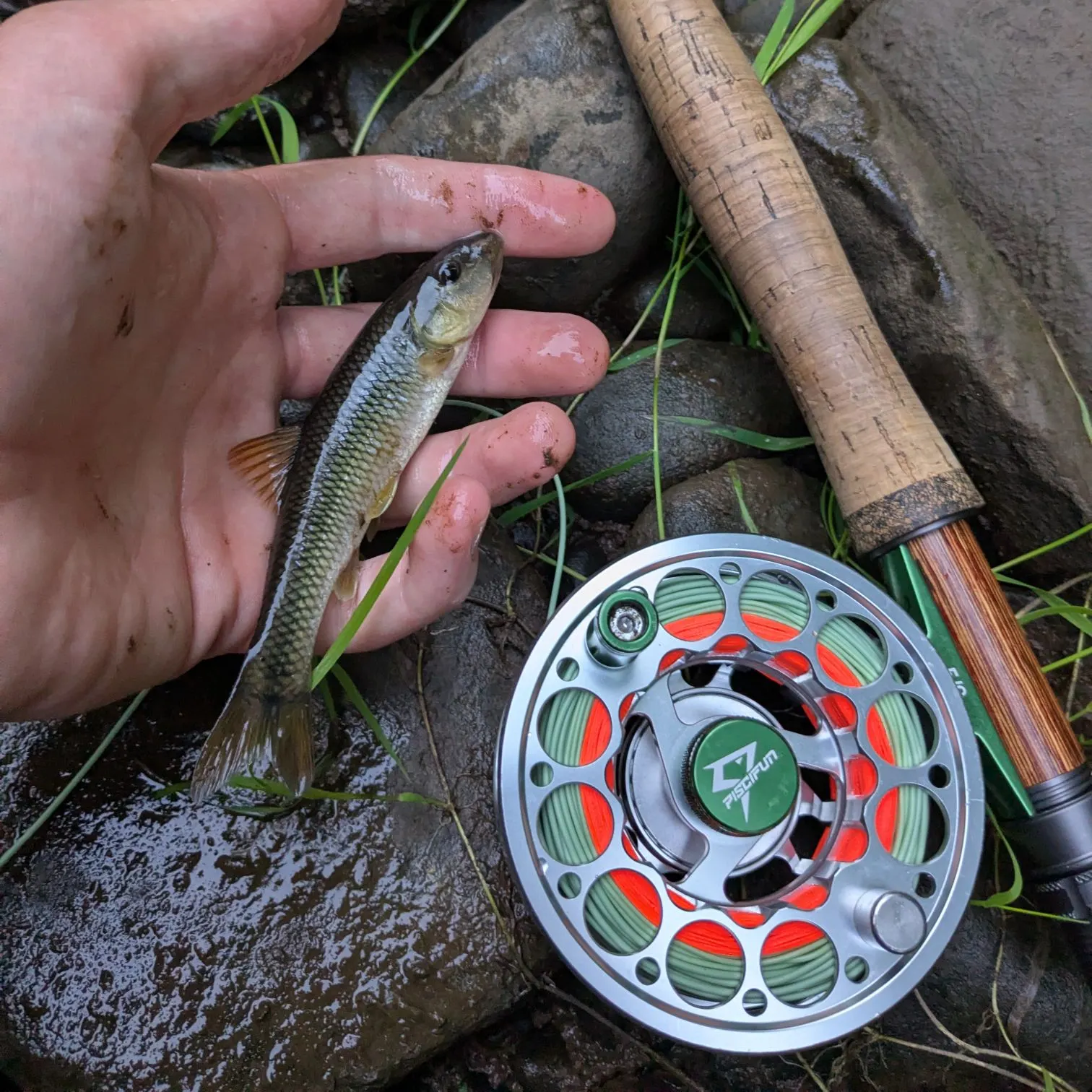 Hornyhead chub caught on Fishbrain