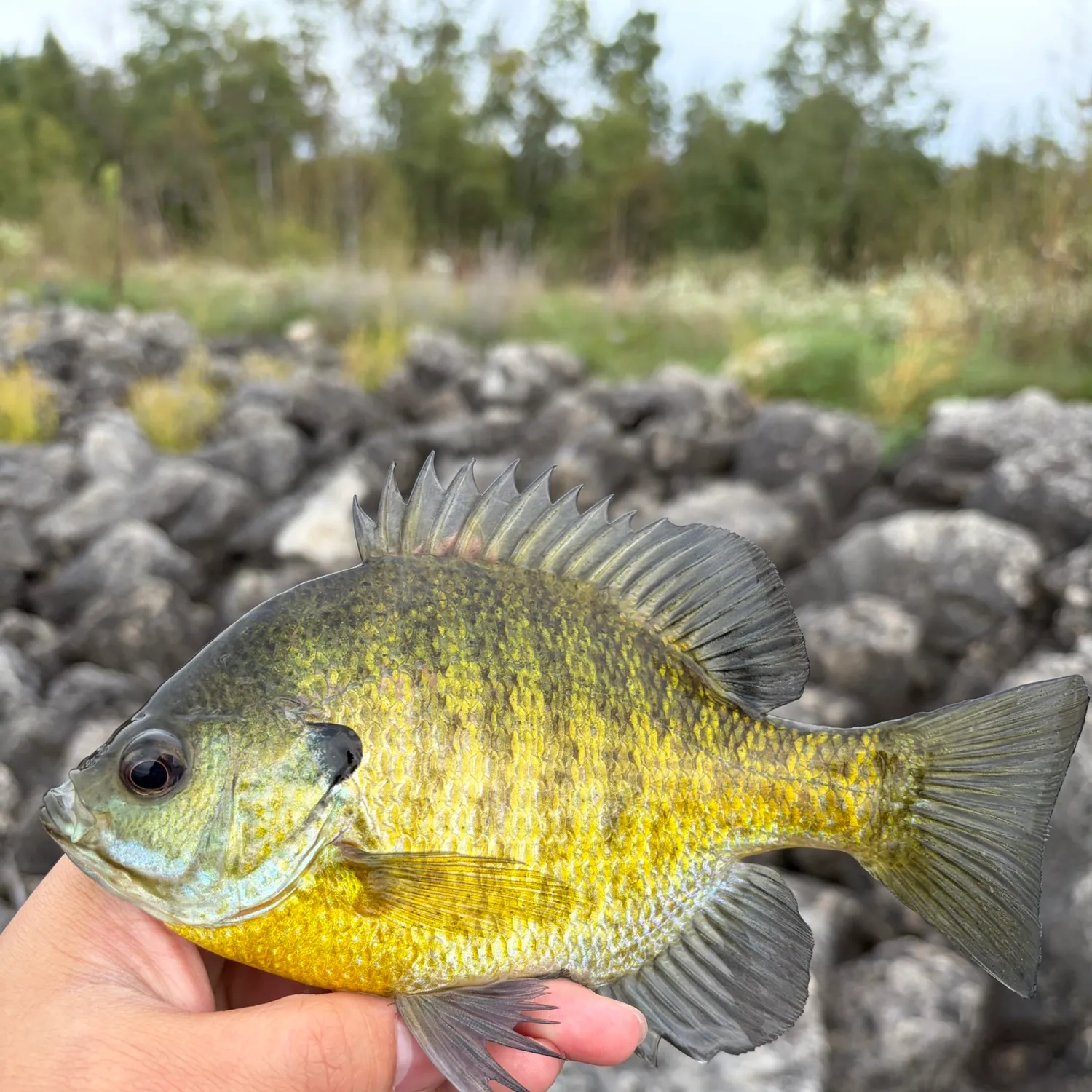 Bluegill caught on Fishbrain