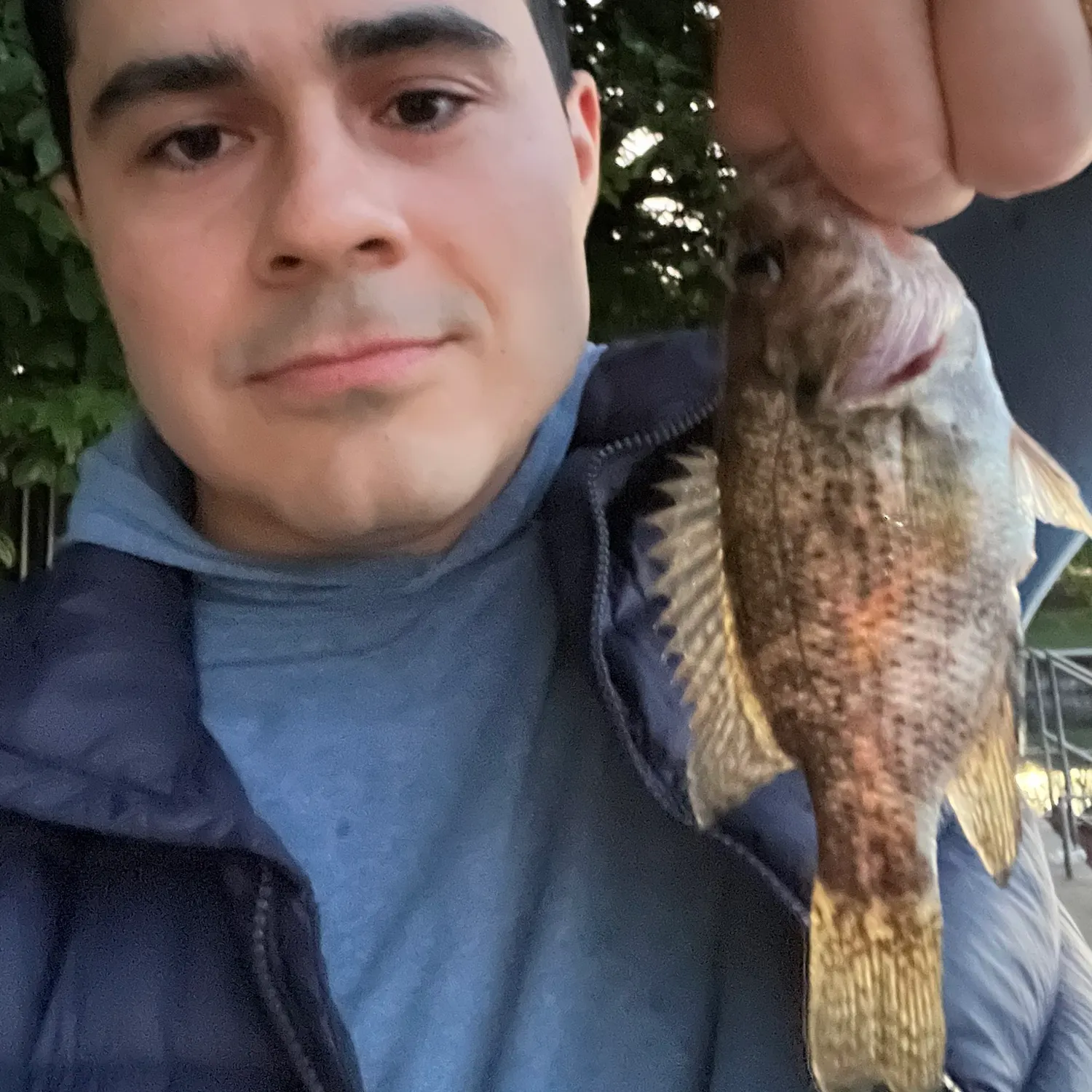 Rock bass caught on Fishbrain