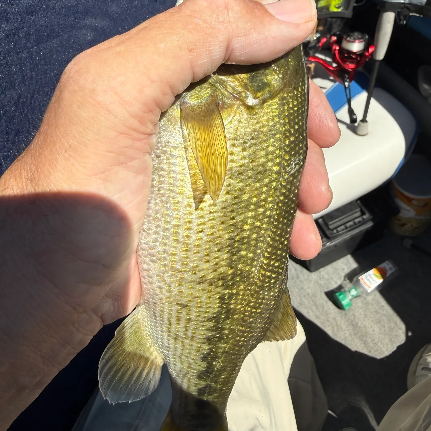 Spotted bass caught on Fishbrain