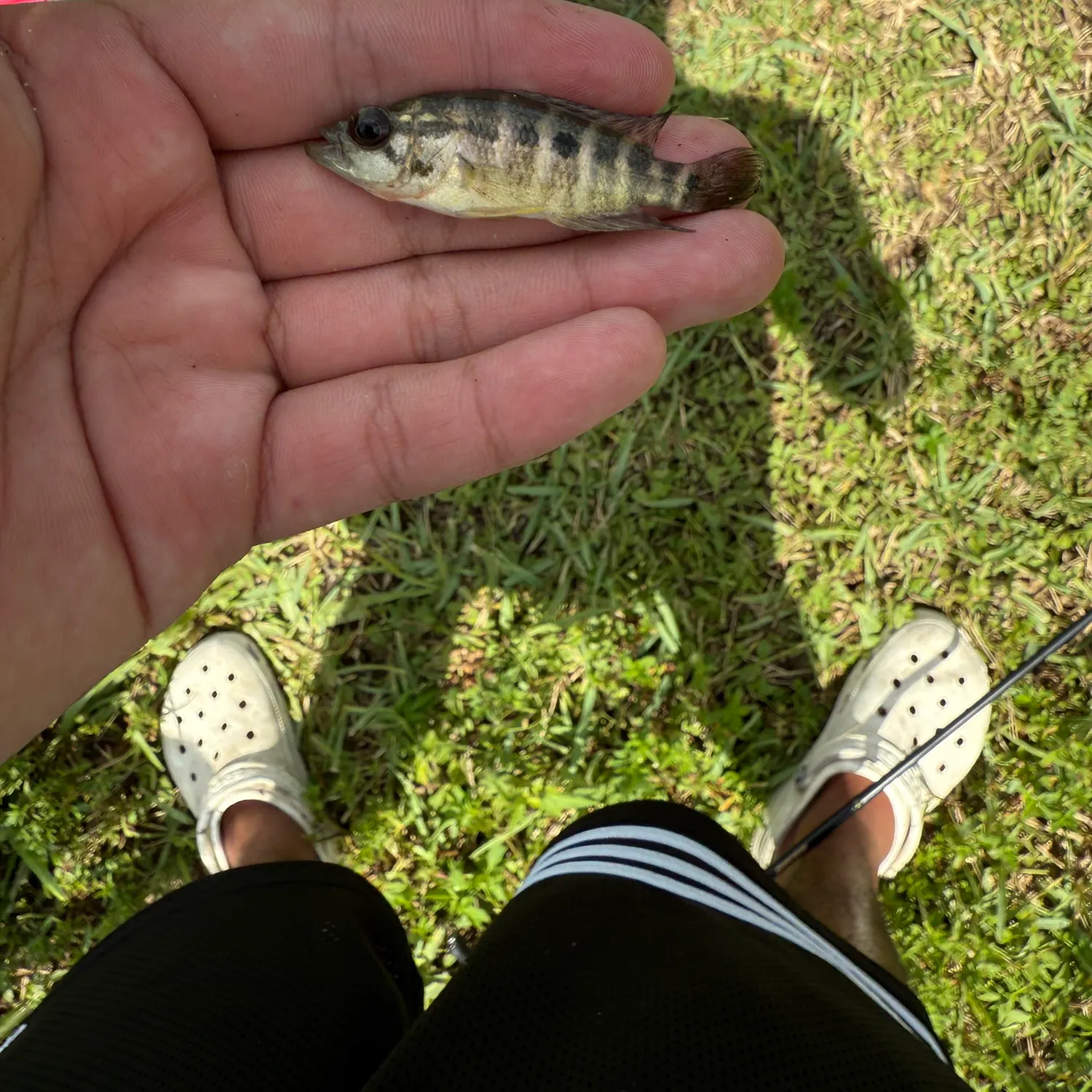 The most recent Black acara catches on Fishbrain